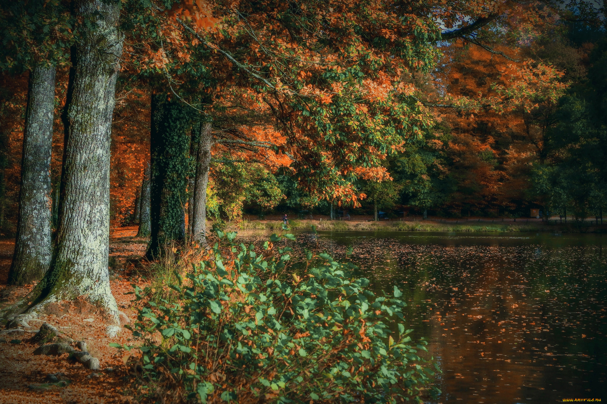 природа, реки, озера, осень