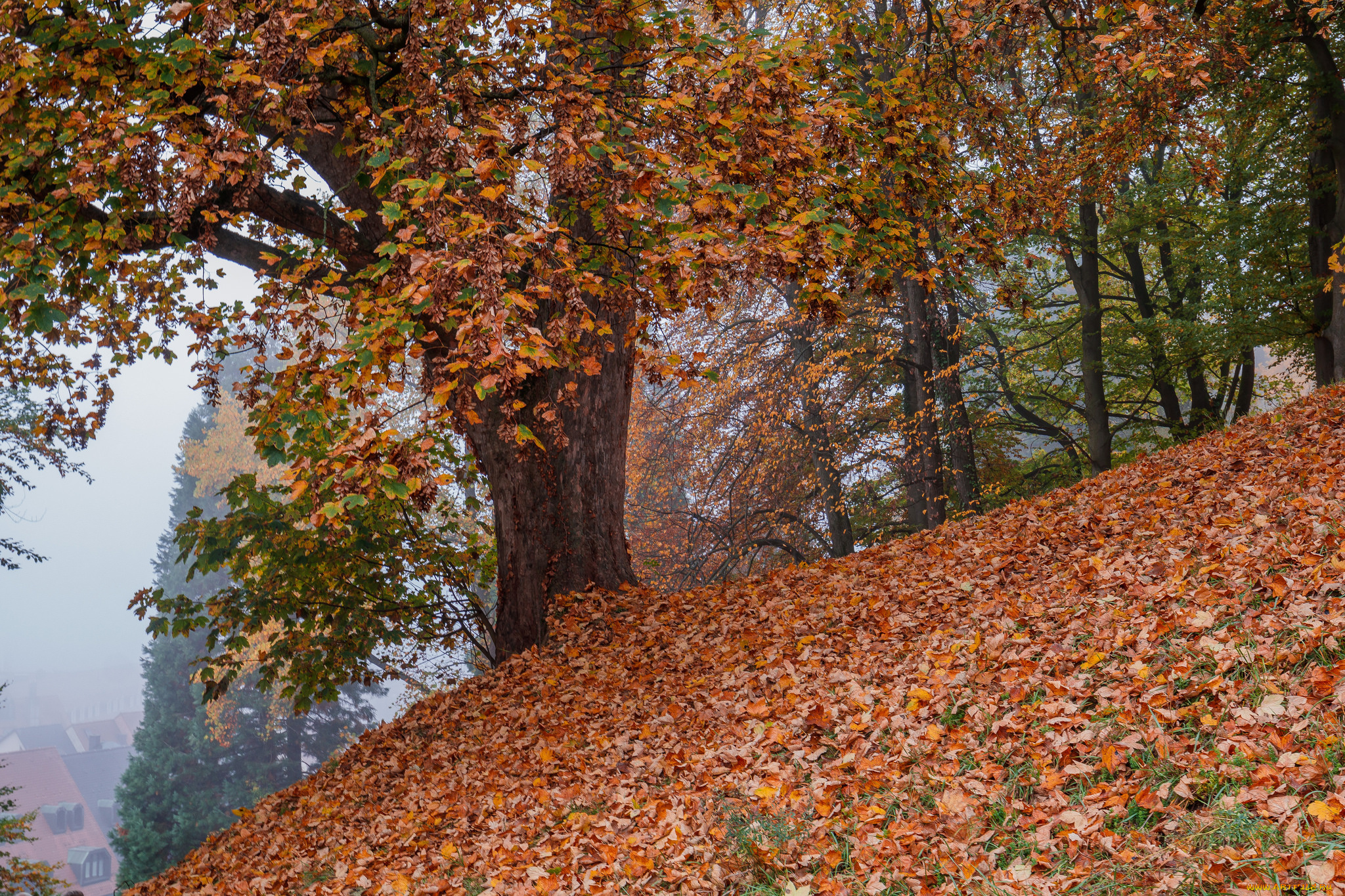 природа, деревья, осень