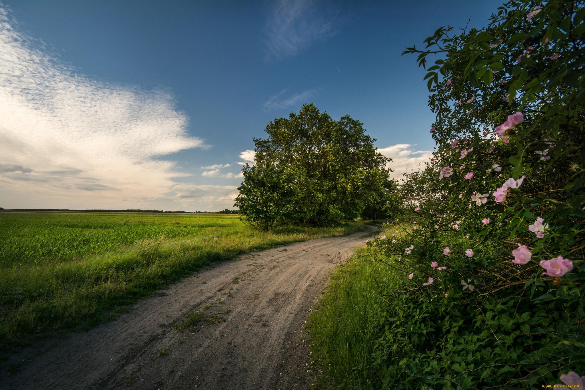 природа, дороги, простор