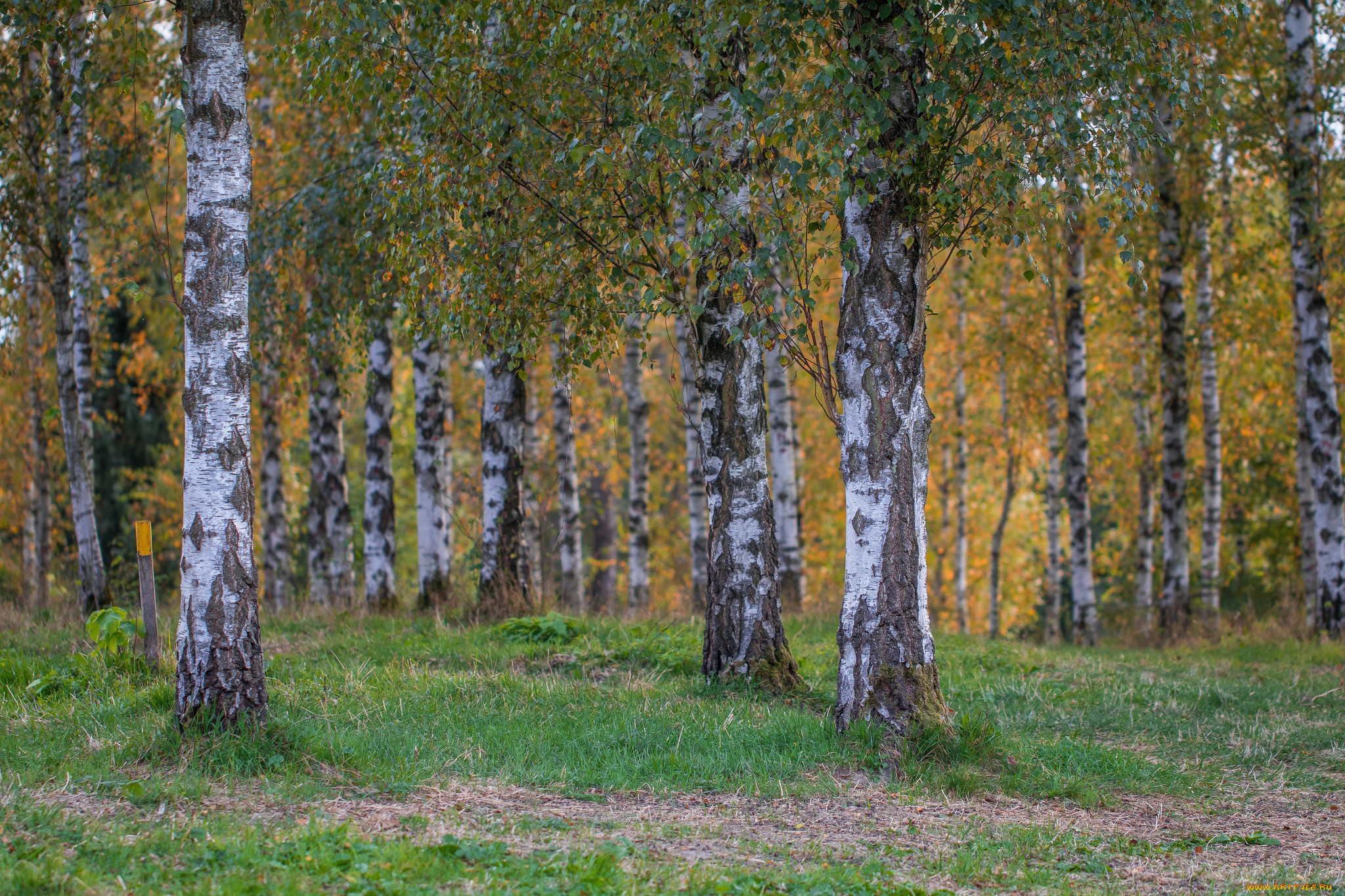 природа, лес