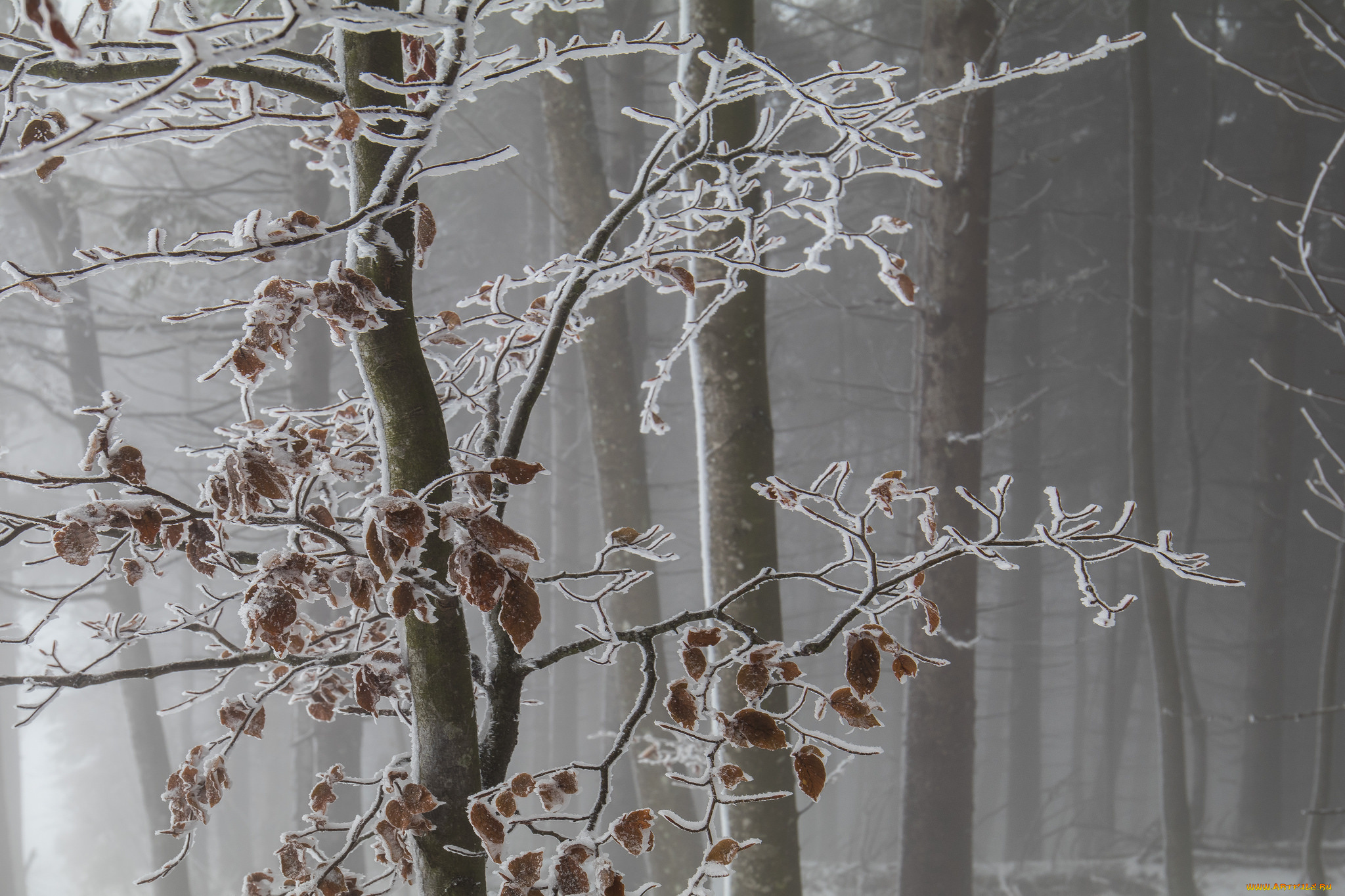 природа, лес