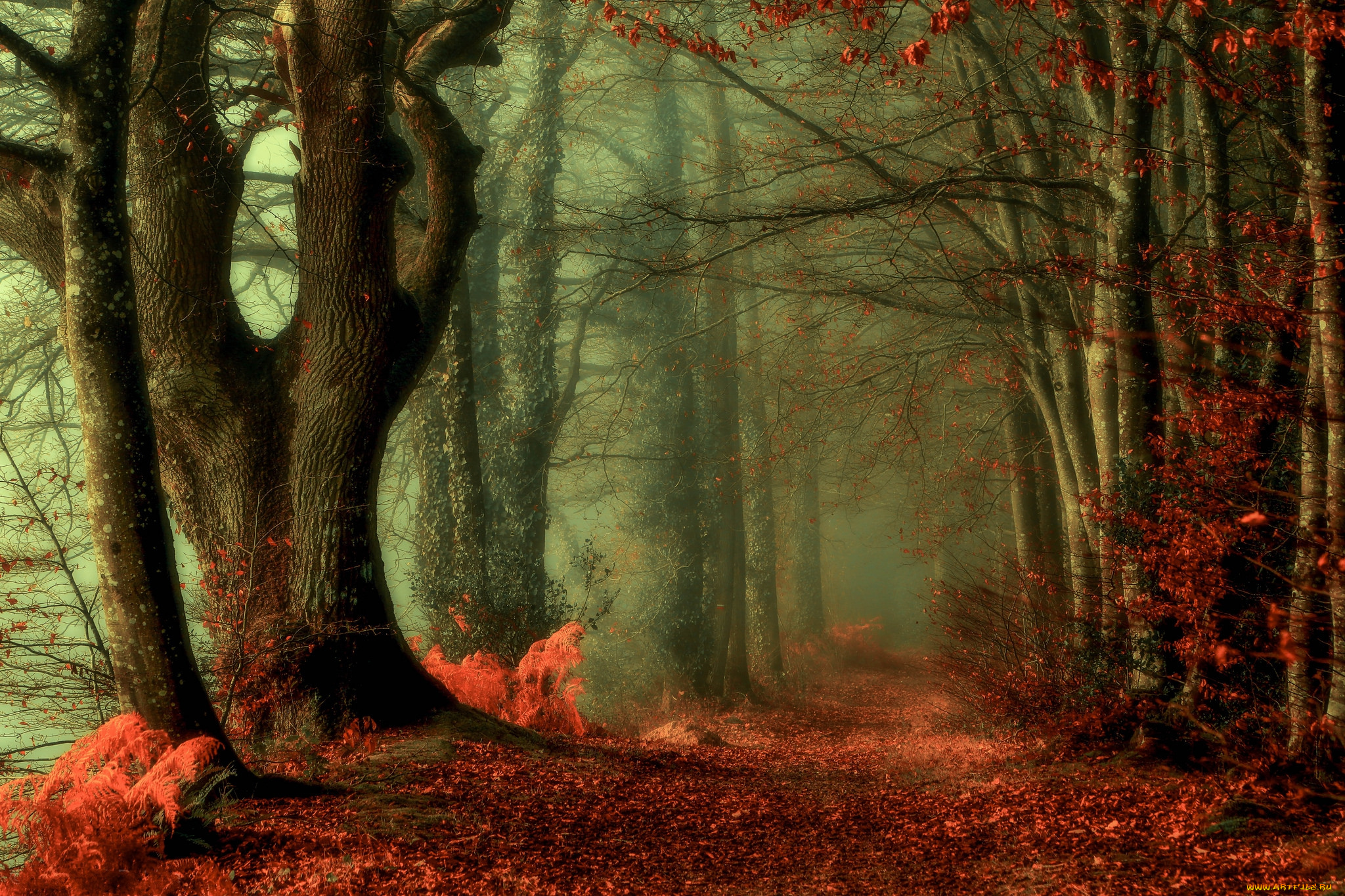 природа, лес, осень