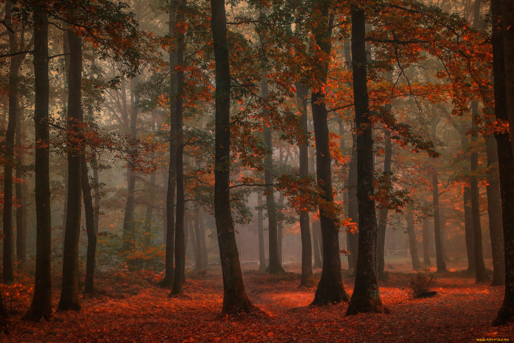 природа, лес, осень