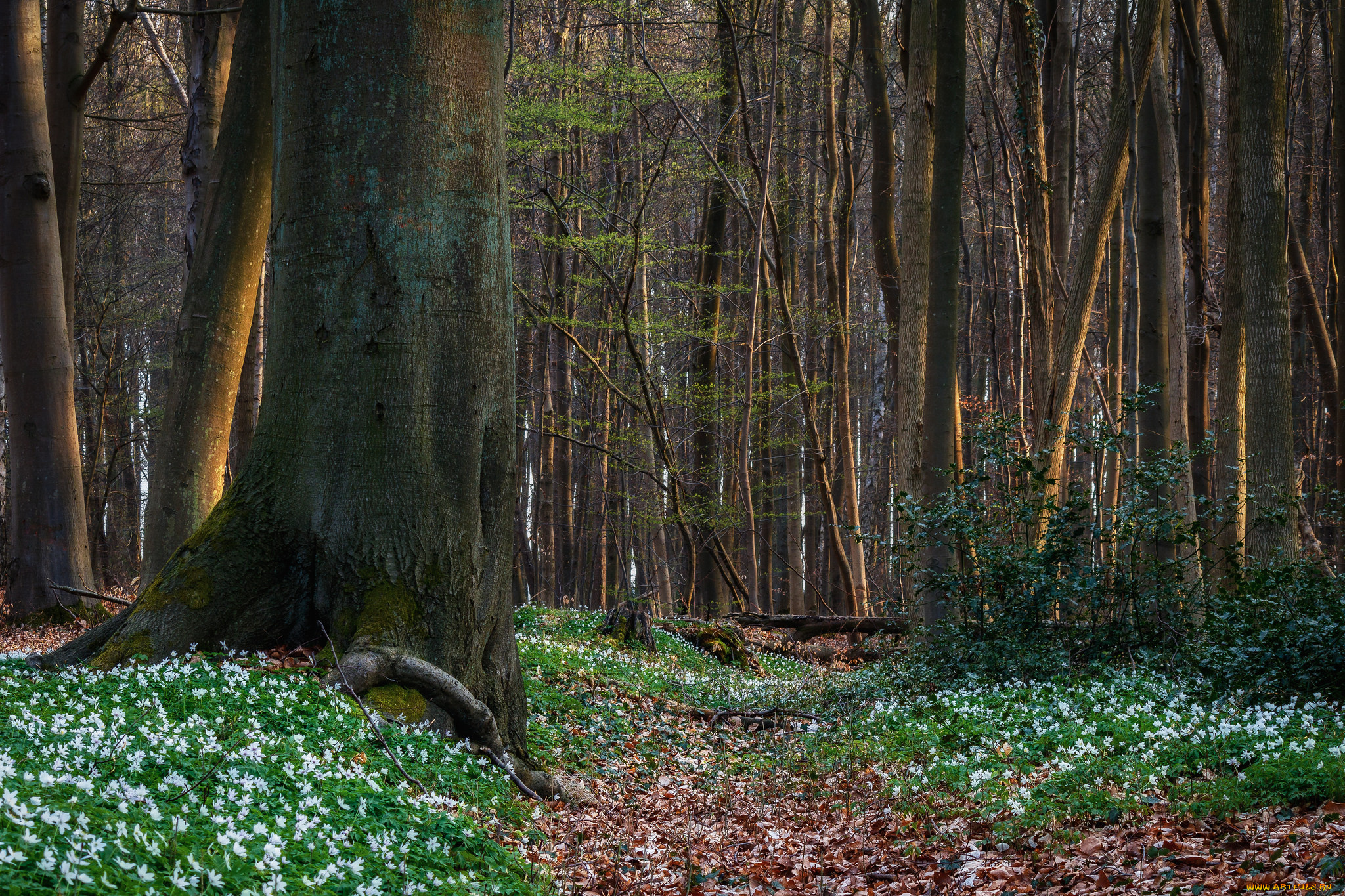 природа, лес, простор