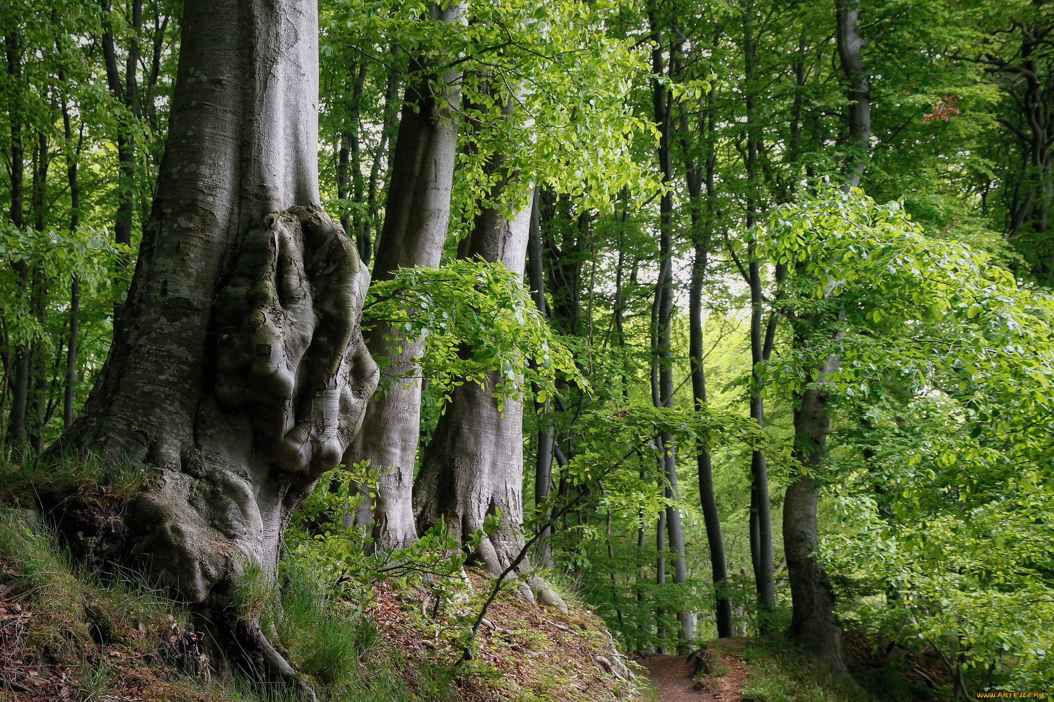 природа, лес, простор