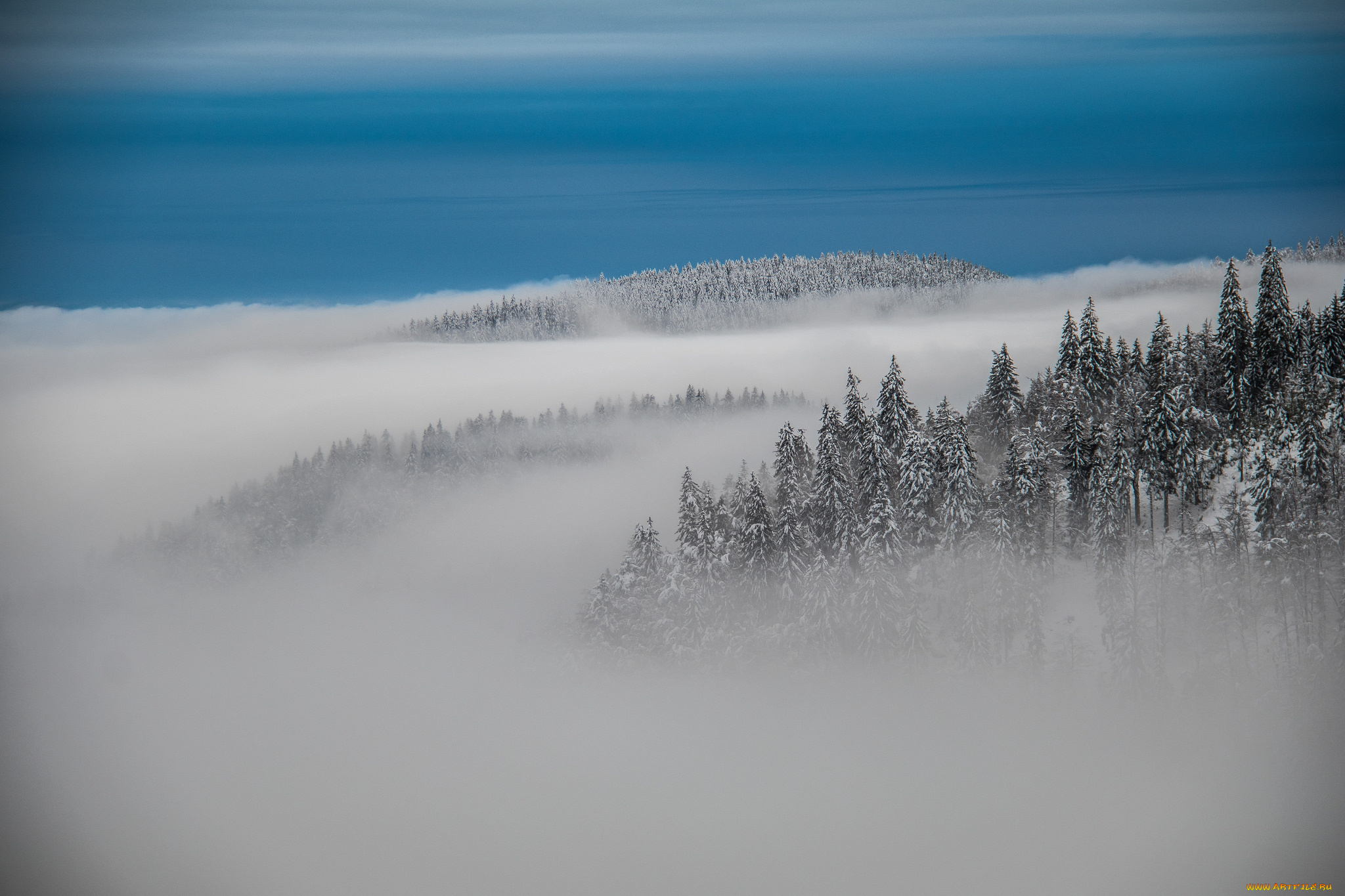 природа, лес, туман