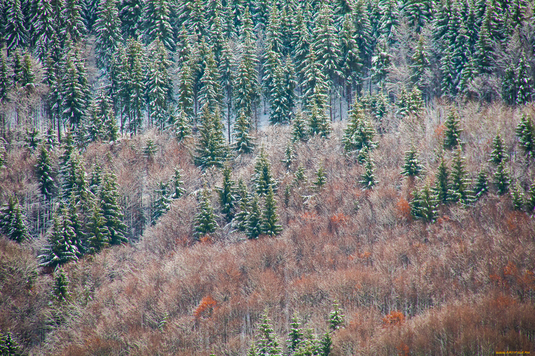 природа, лес, ёлки