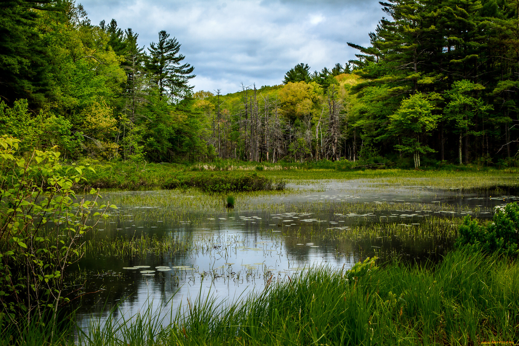 природа, реки, озера, река, лес