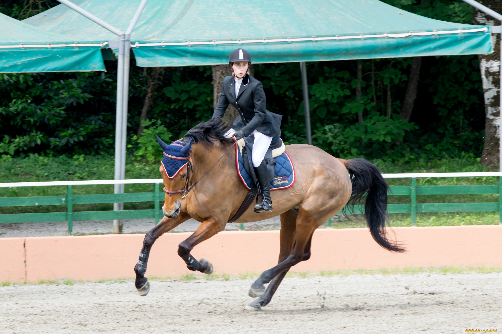 спорт, конный, спорт, конный, препятствия, наездница, лошадь