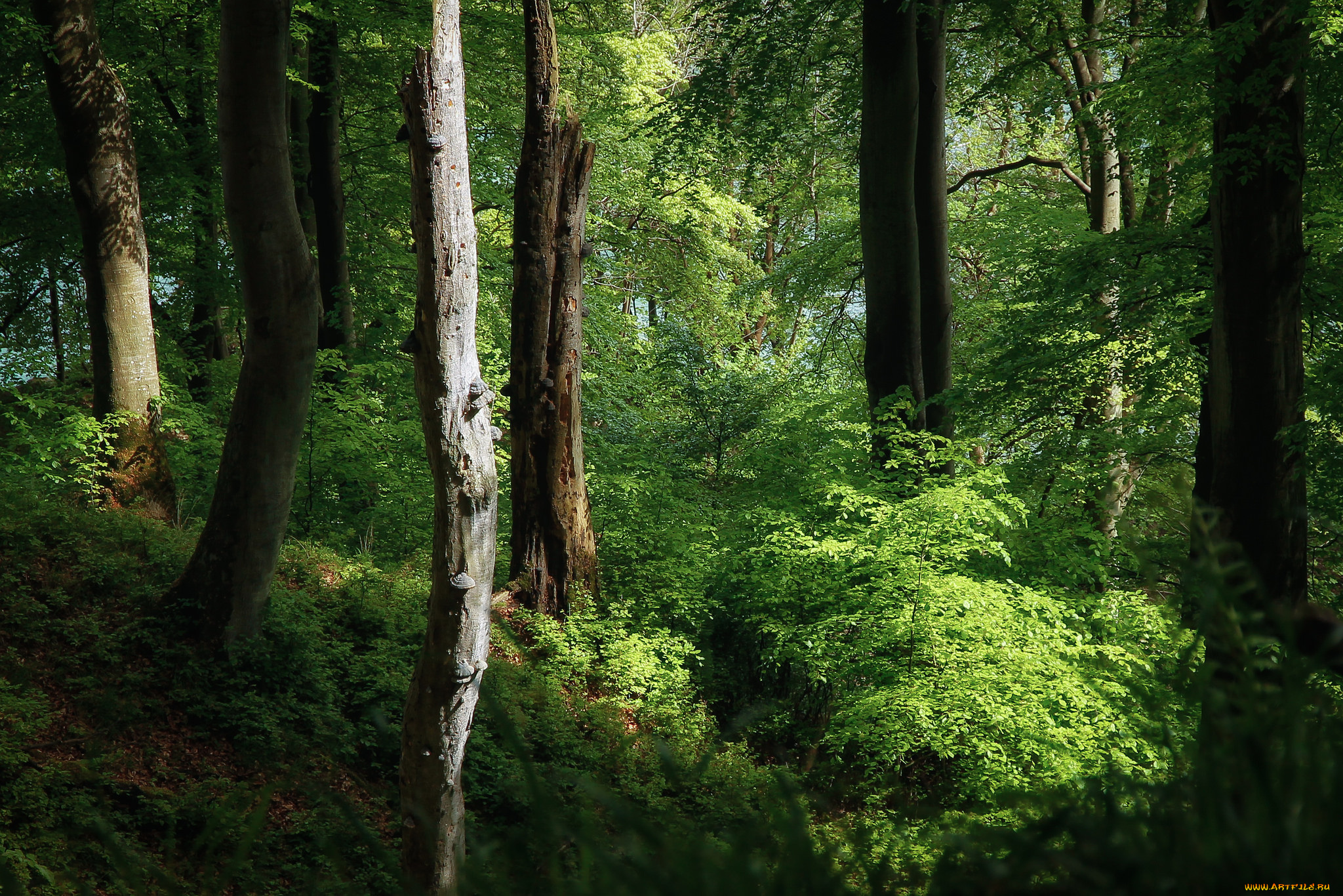 природа, лес, простор