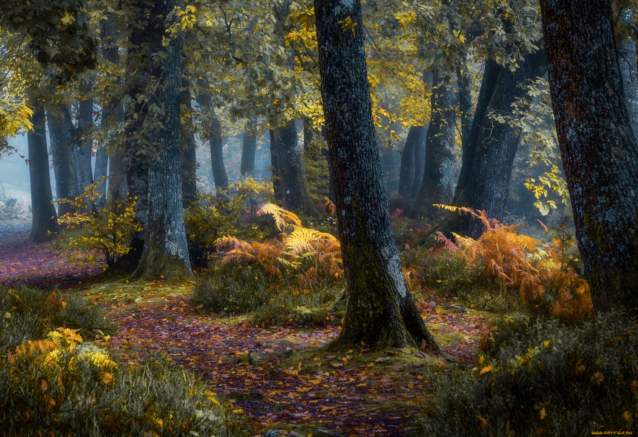 природа, лес, осень