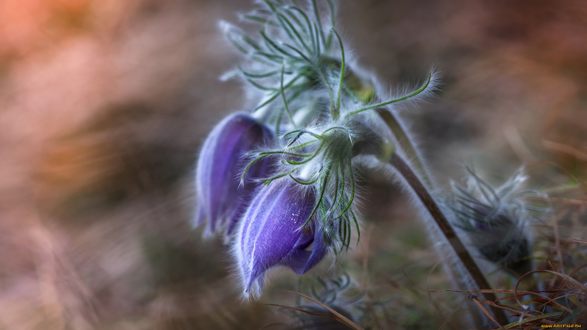 цветы, анемоны, , сон-трава, сон-трава
