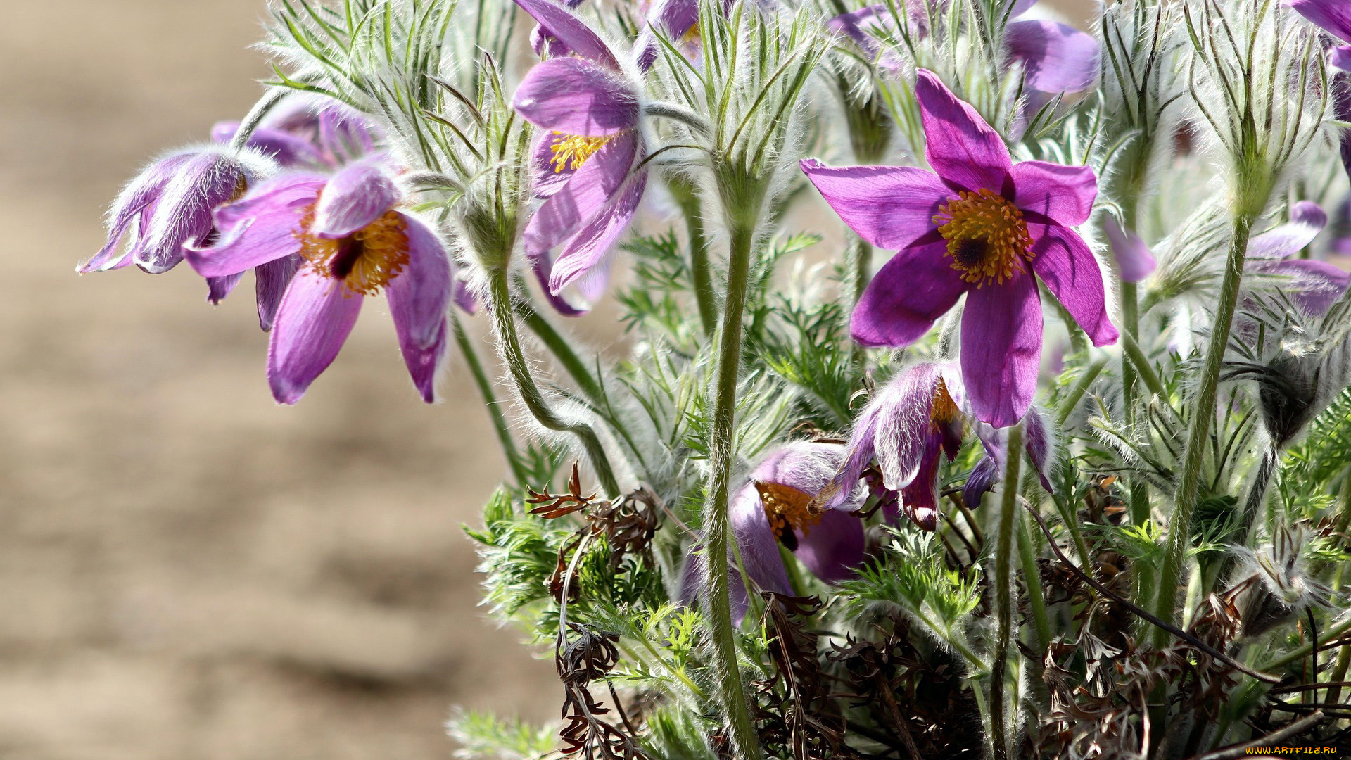 цветы, анемоны, , сон-трава, сон-трава