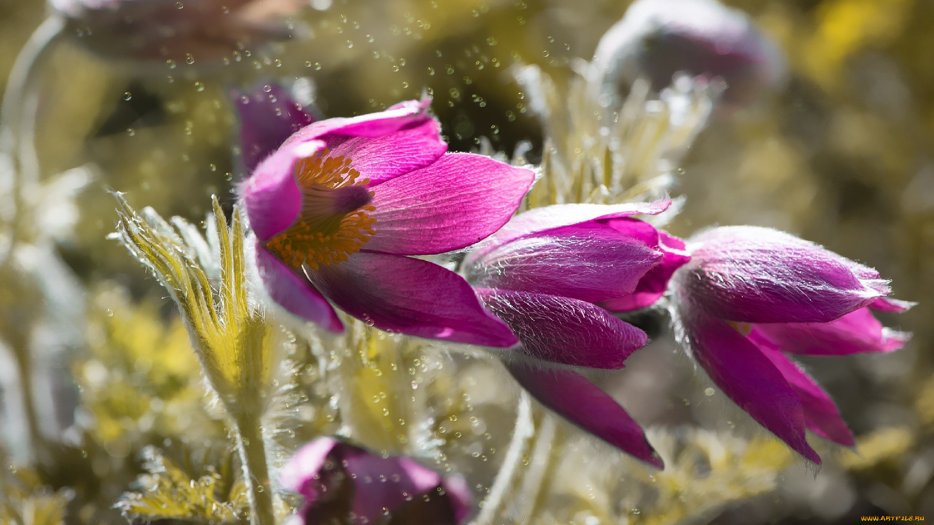 цветы, анемоны, , сон-трава, сон-трава