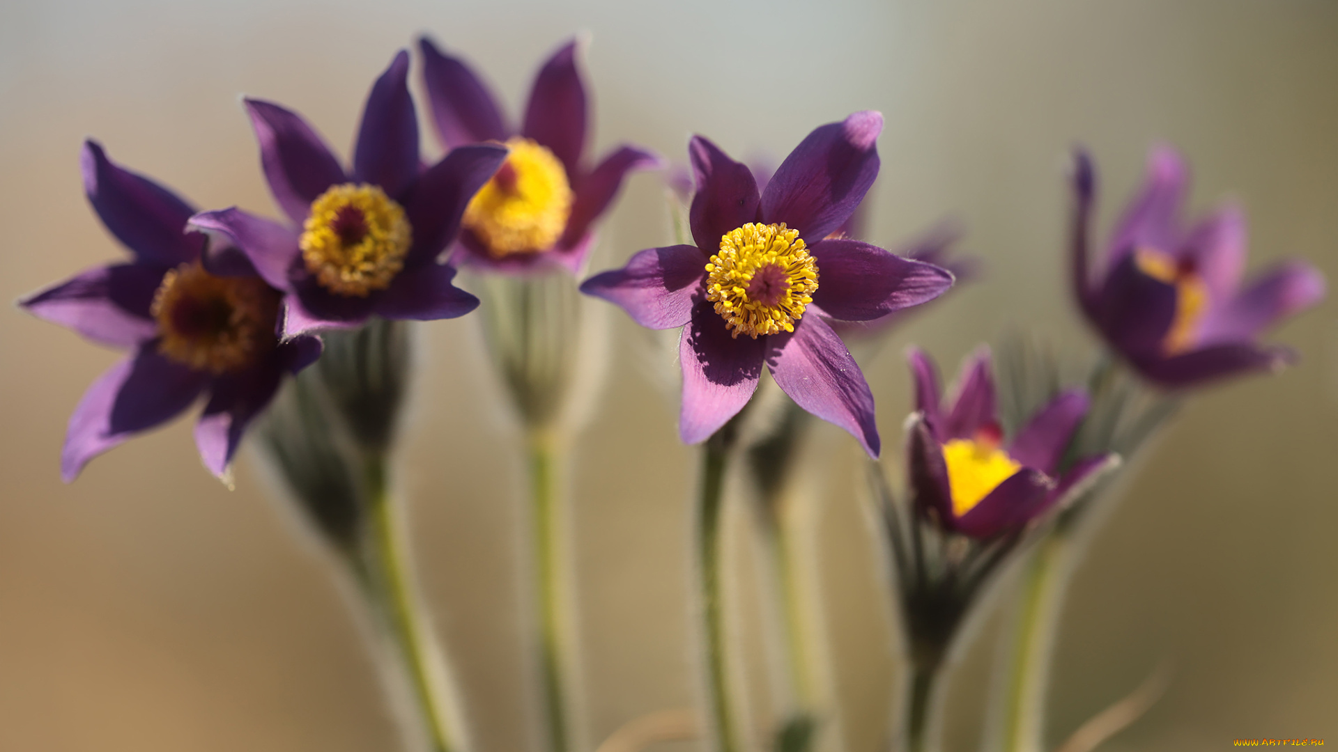 цветы, анемоны, , сон-трава, сон-трава