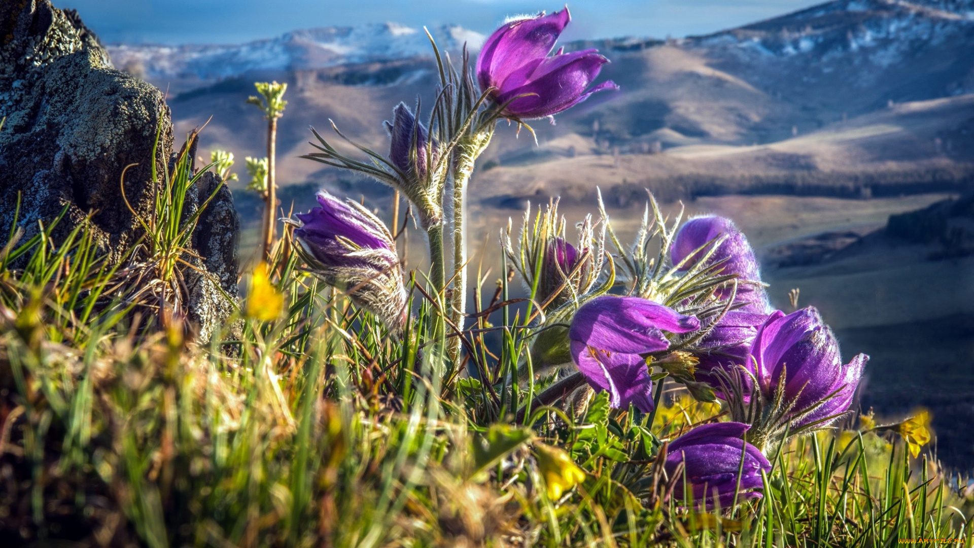 цветы, анемоны, , сон-трава, сон-трава