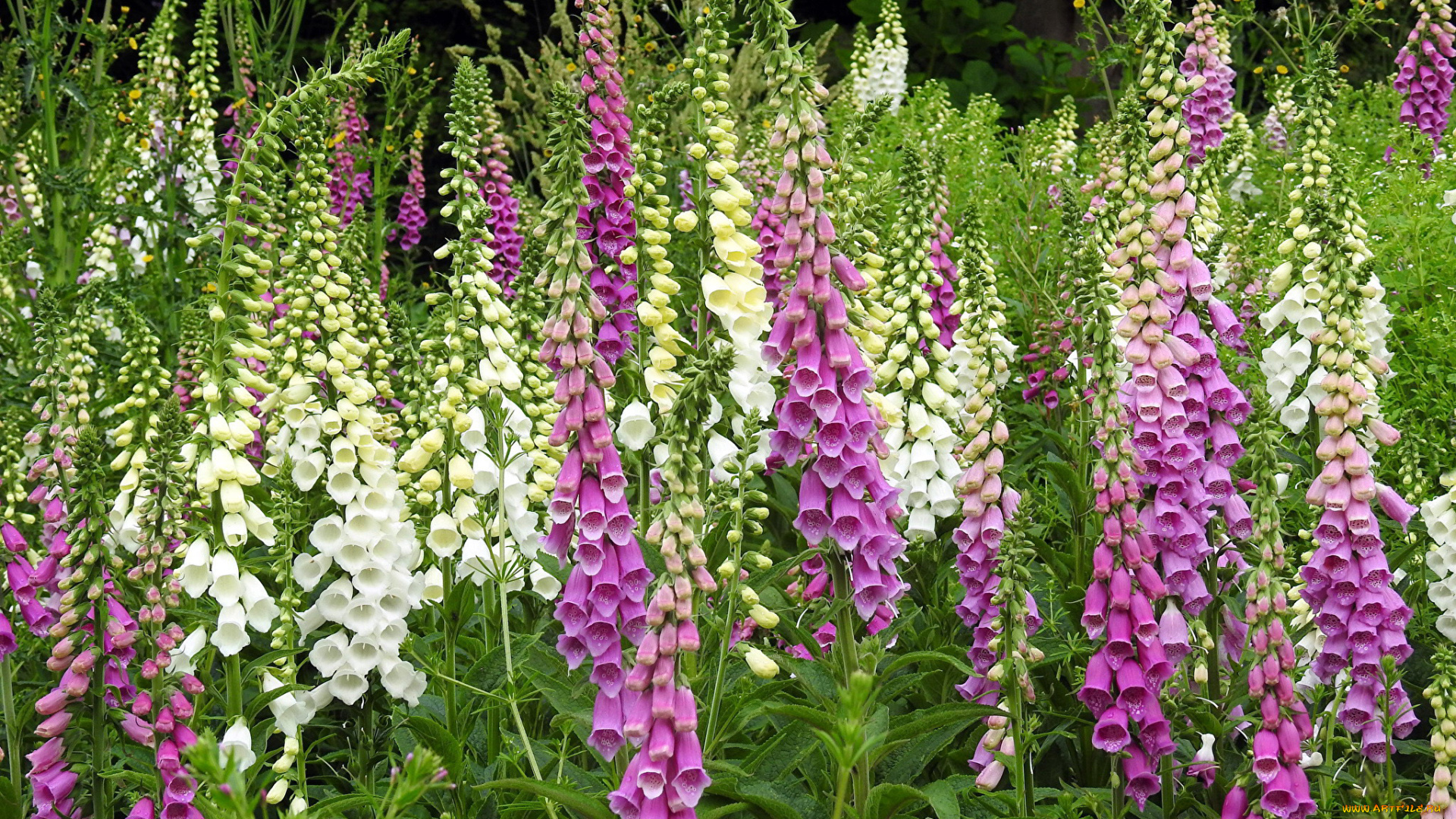 цветы, дигиталис, , наперстянка