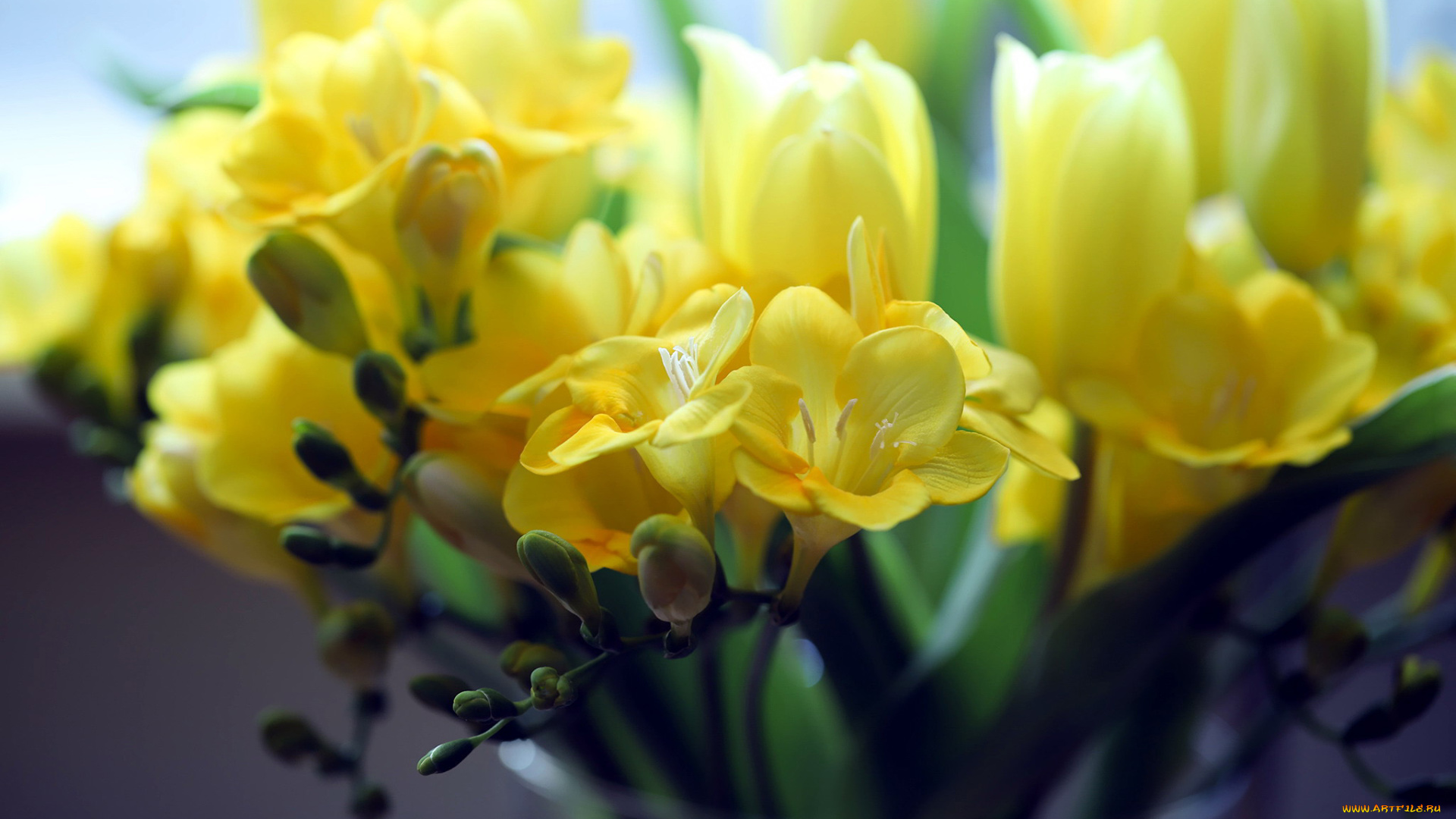 цветы, фрезия, желтый