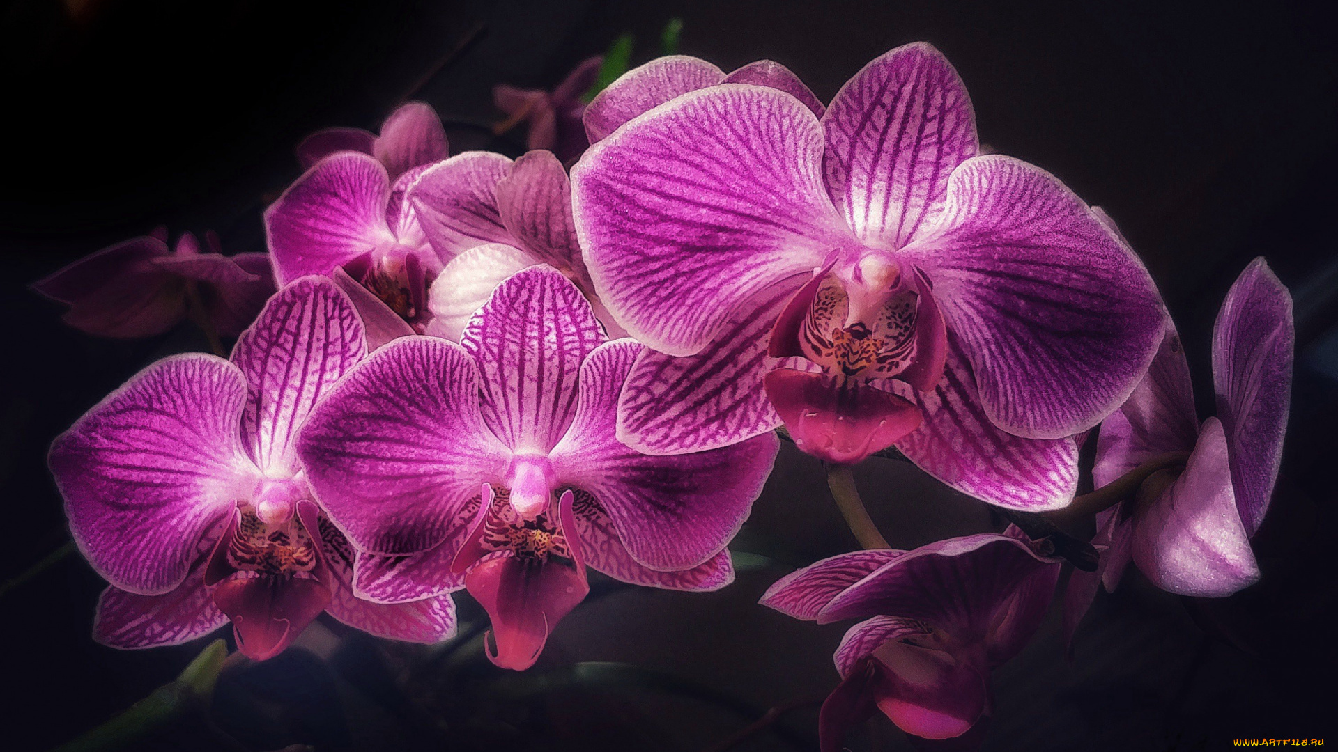цветы, орхидеи, экзотика