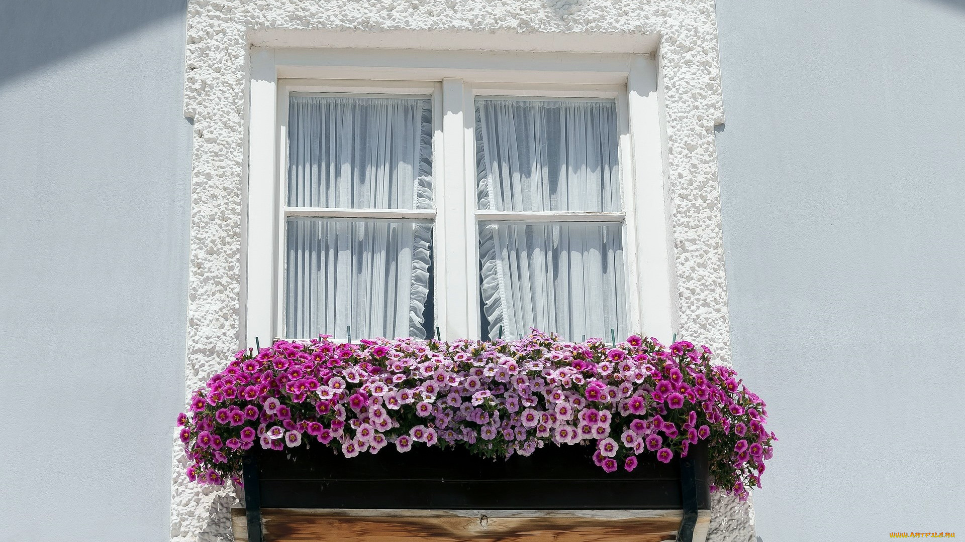 цветы, петунии, , калибрахоа, петуния