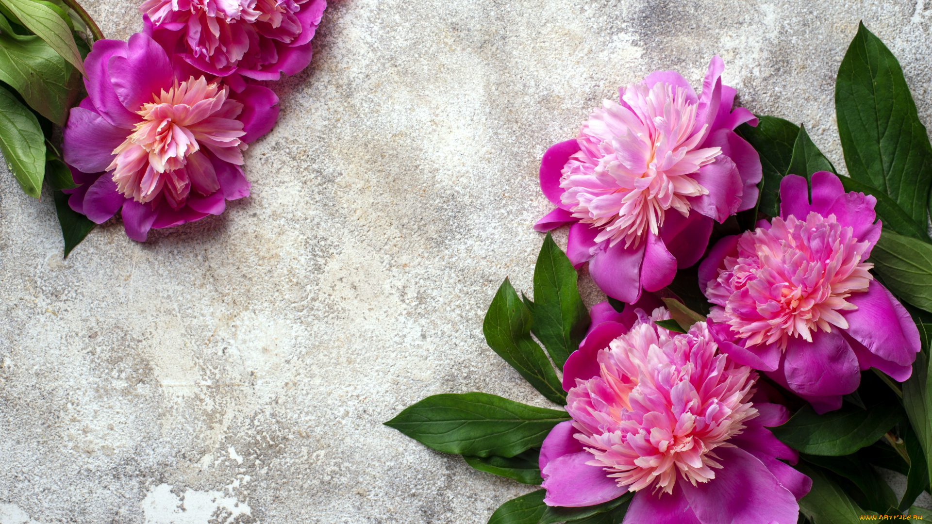 цветы, пионы, розовый