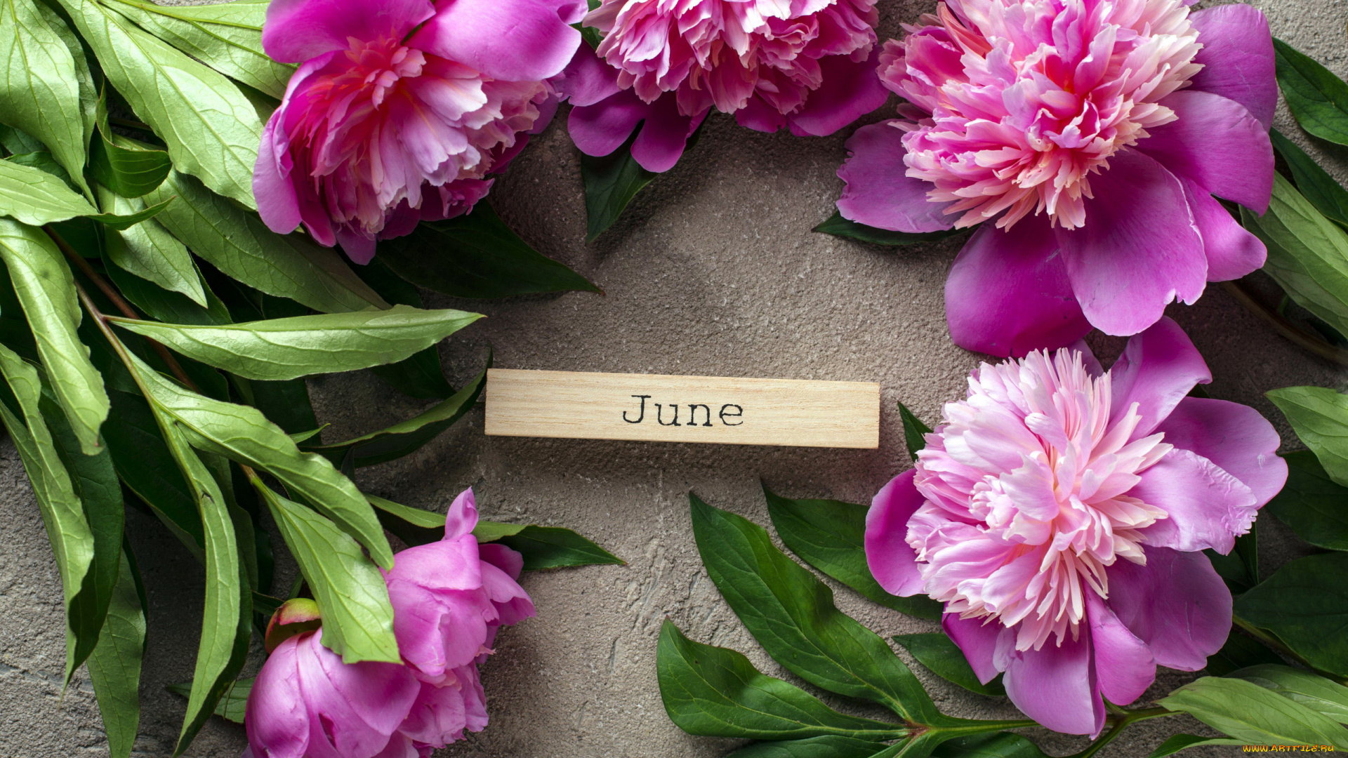 цветы, пионы, розовый