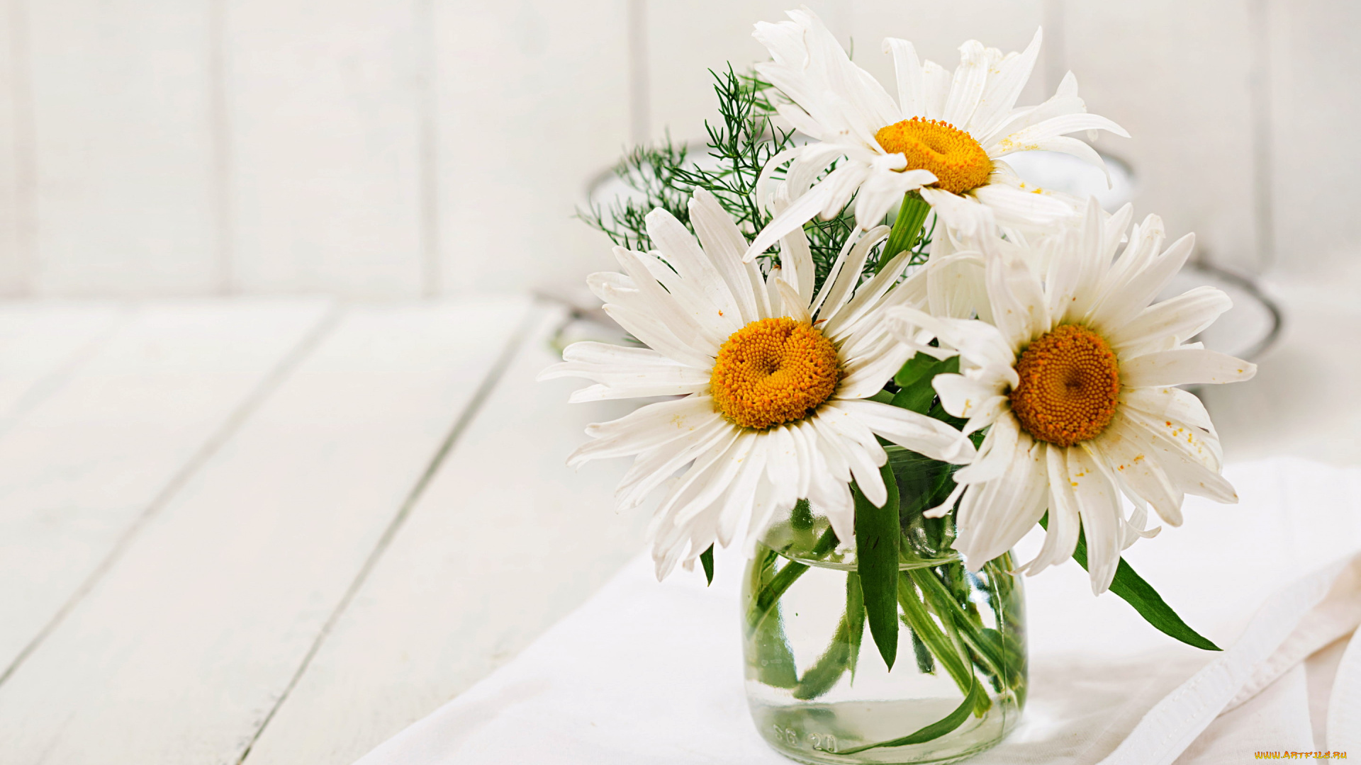 цветы, ромашки, букет