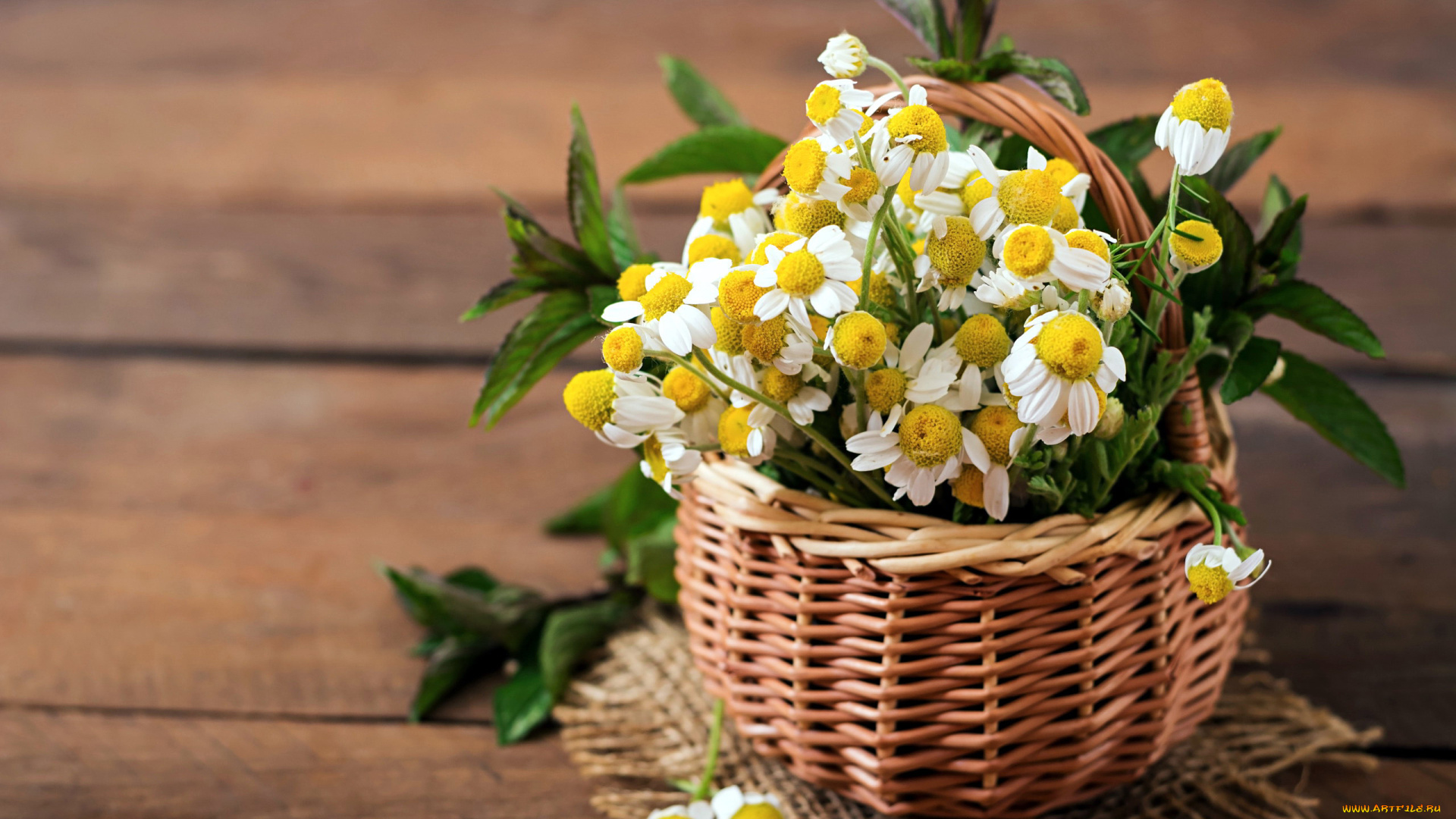 цветы, ромашки, корзинка
