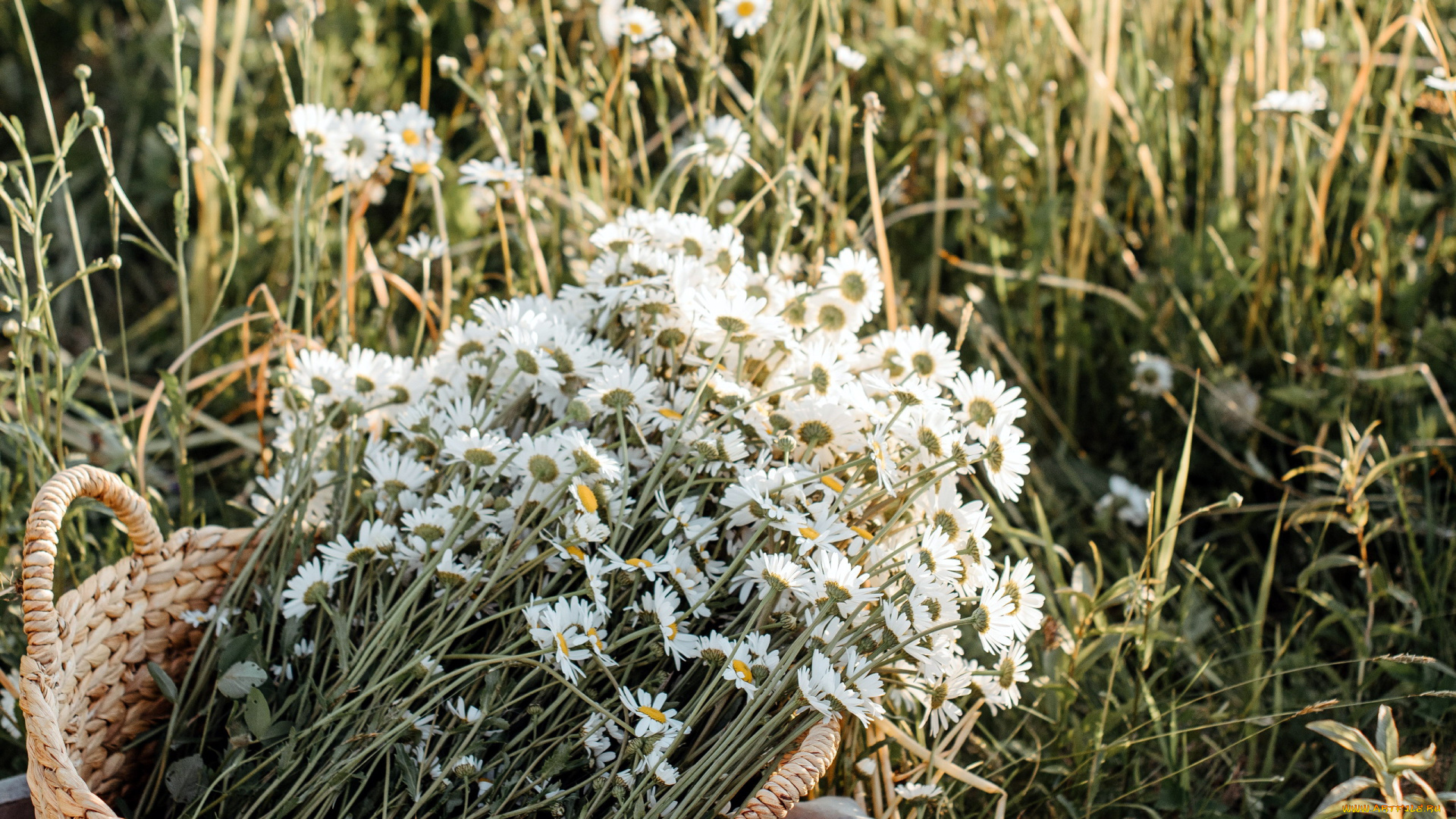 цветы, ромашки, корзинка, полевые