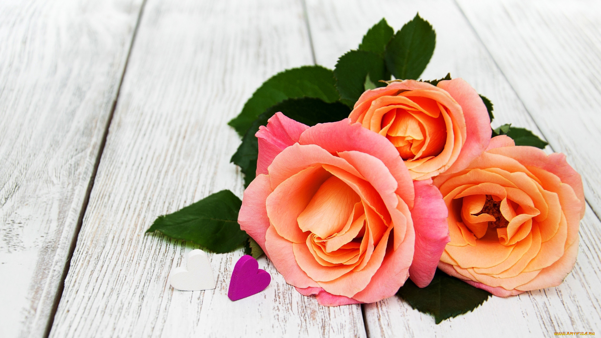 цветы, розы, персиковый