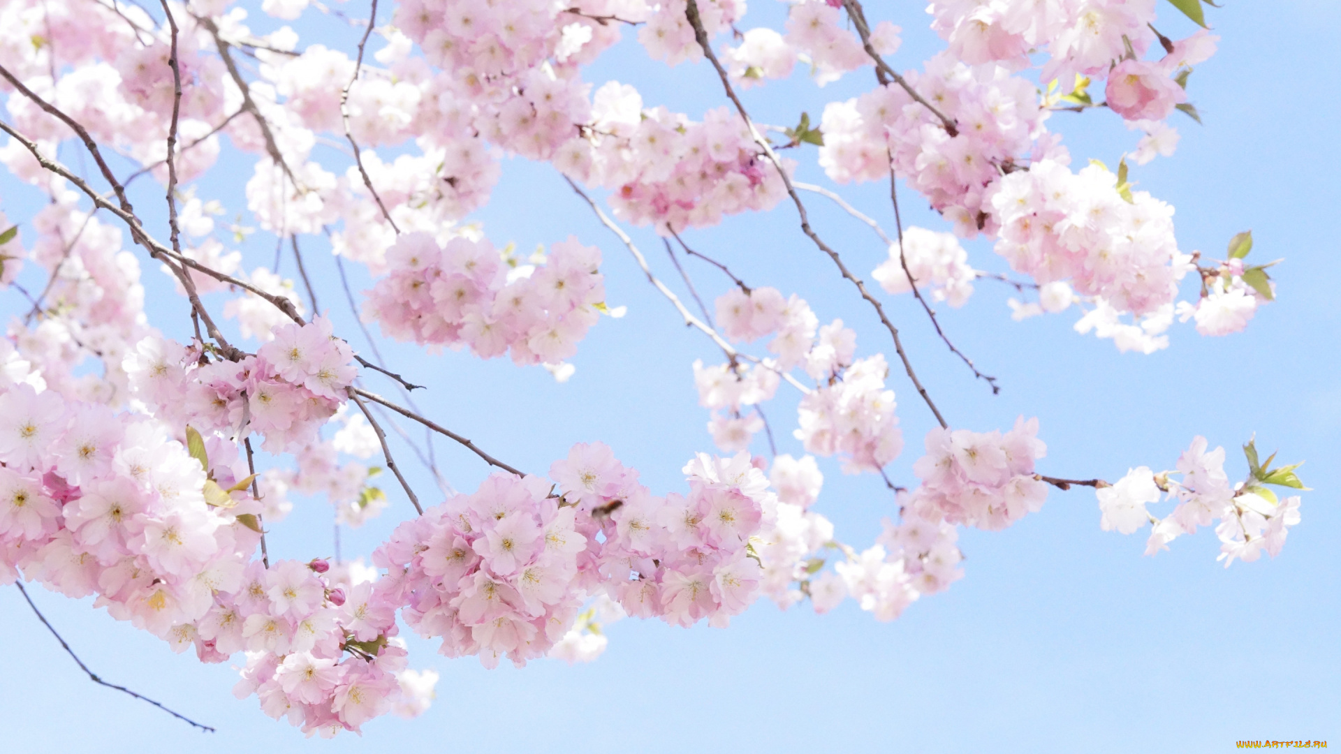 цветы, сакура, , вишня