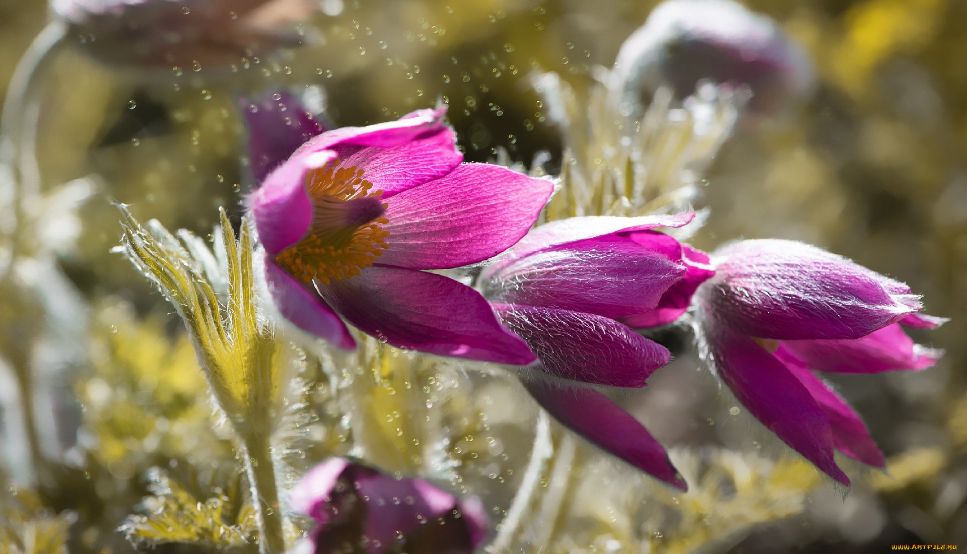 цветы, анемоны, , сон-трава, сон-трава