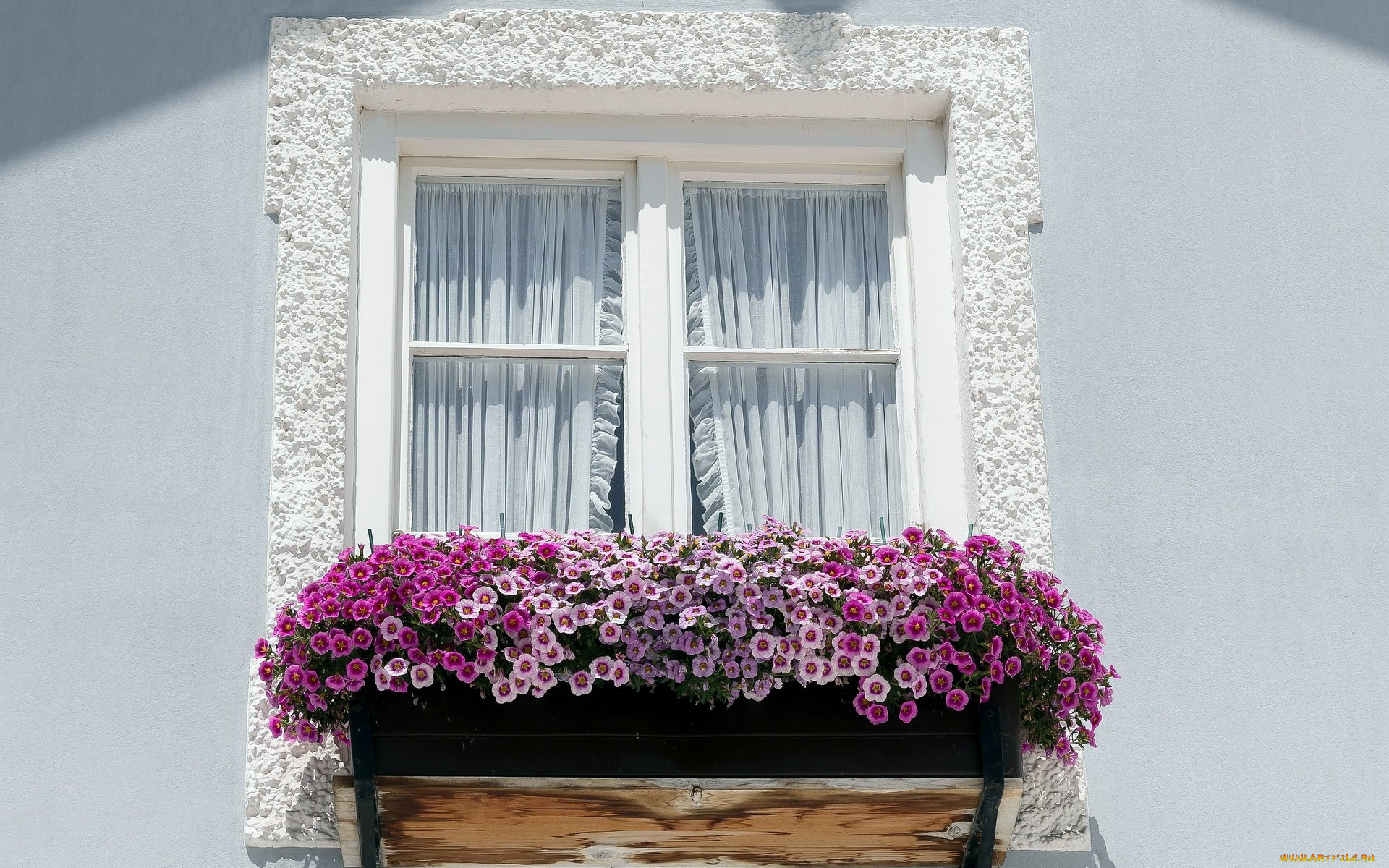 цветы, петунии, , калибрахоа, петуния