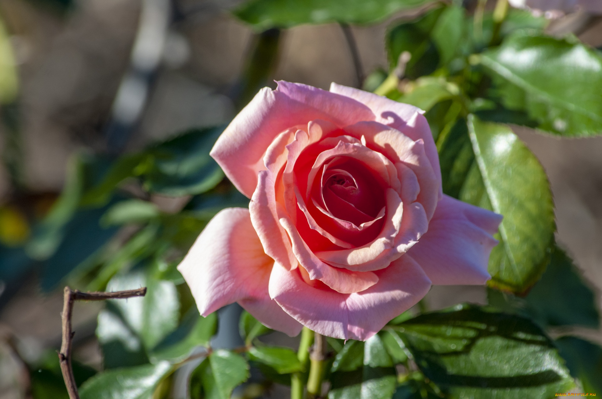 цветы, розы, бутон