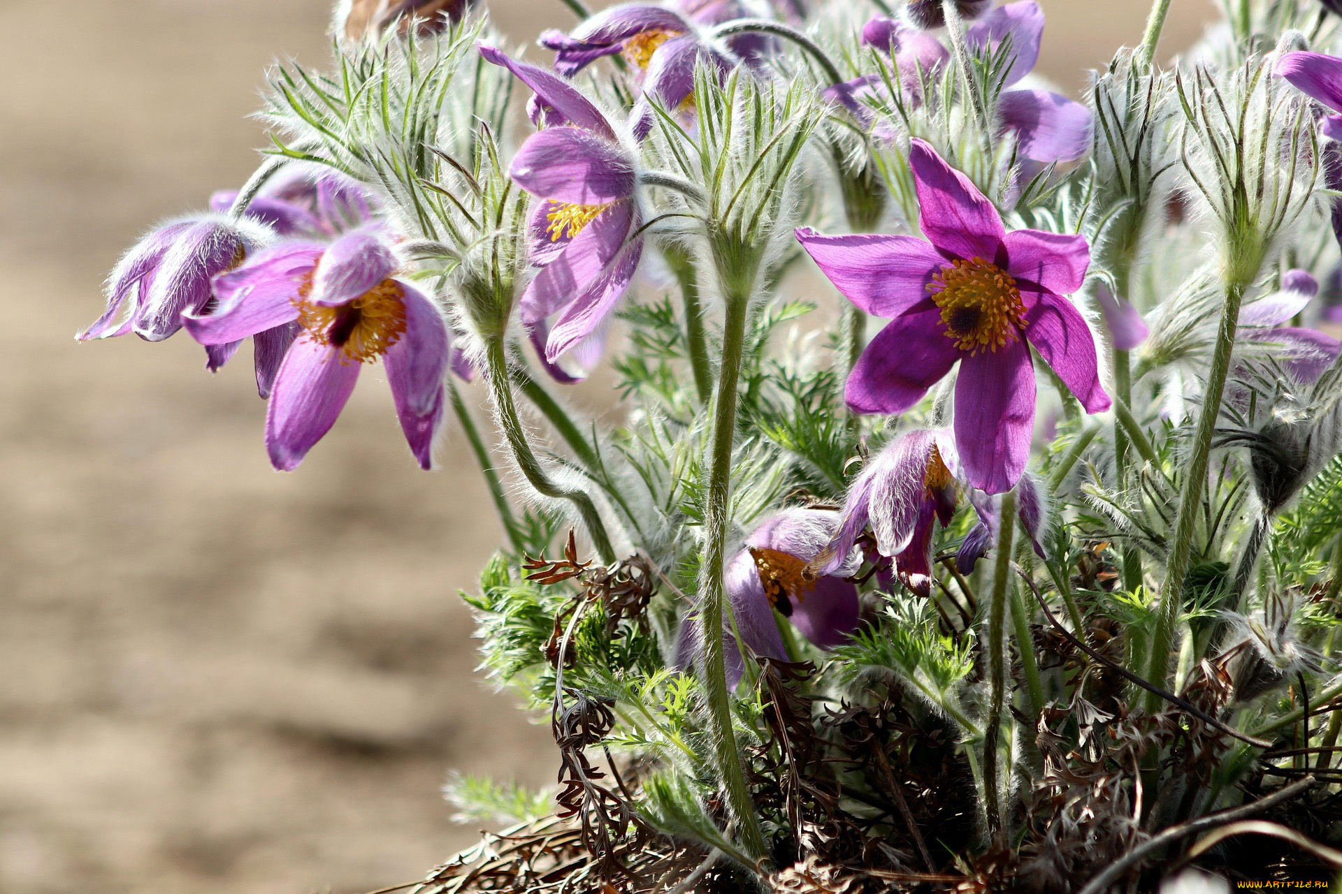 цветы, анемоны, , сон-трава, сон-трава
