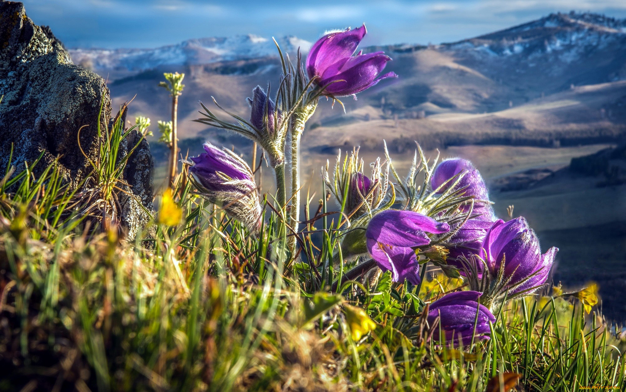 цветы, анемоны, , сон-трава, сон-трава