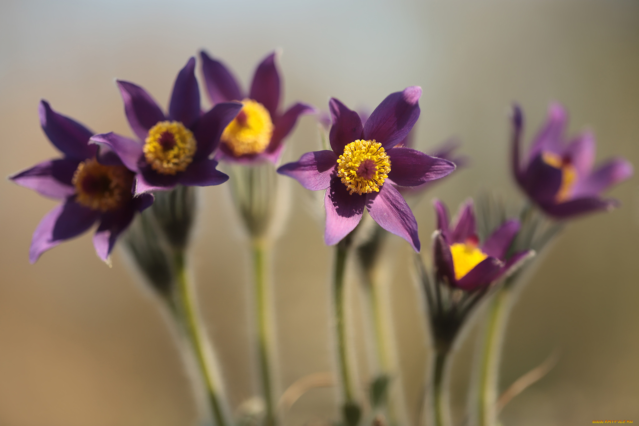 цветы, анемоны, , сон-трава, сон-трава