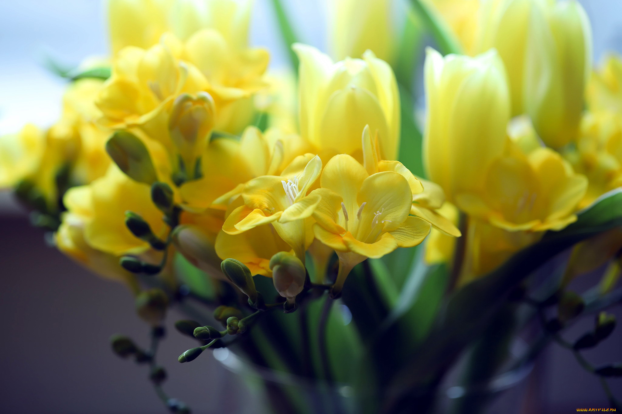 цветы, фрезия, желтый