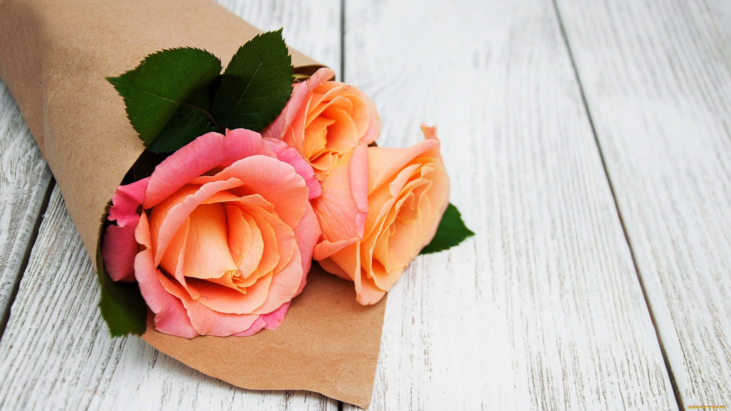 цветы, розы, персиковый
