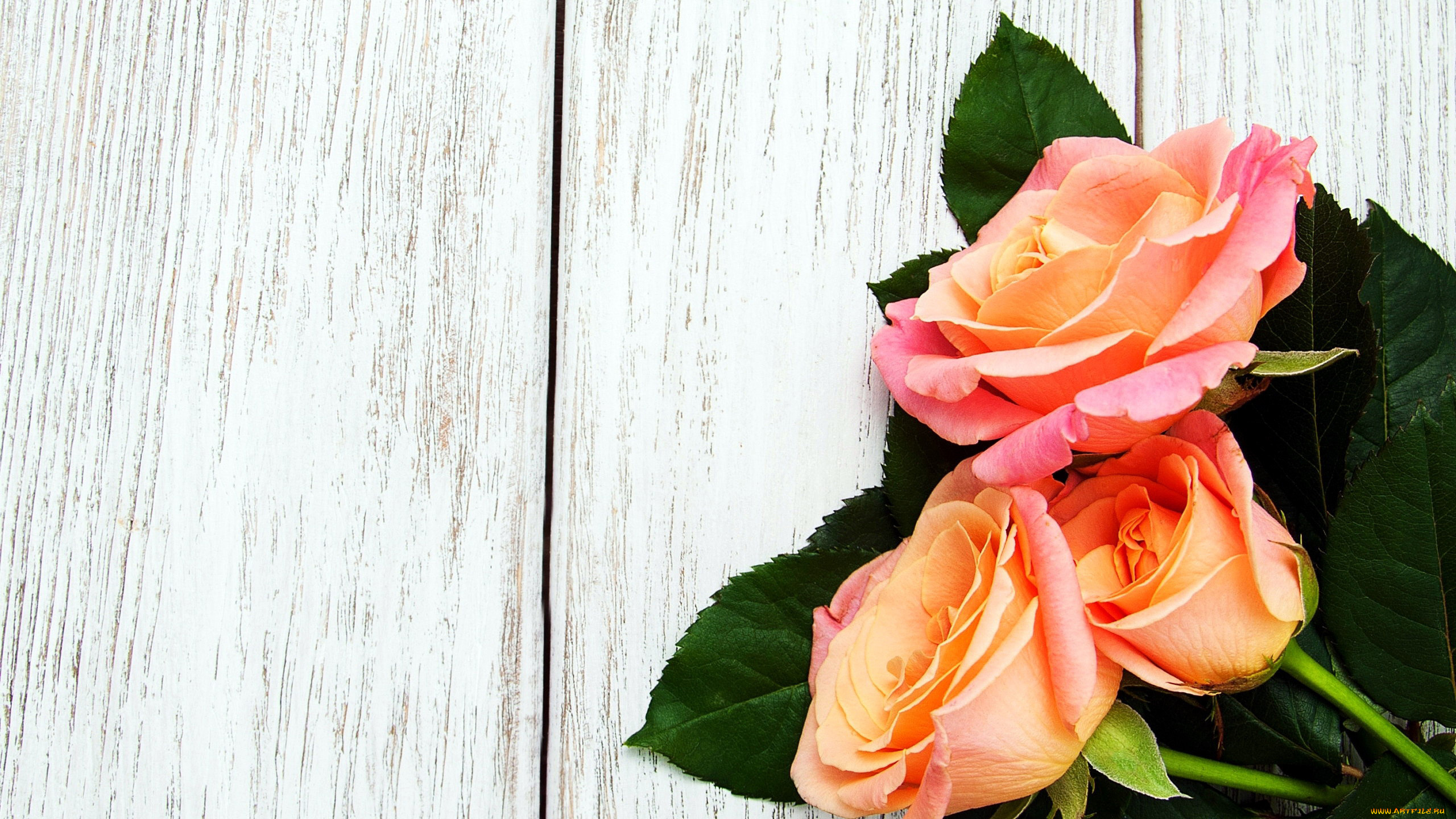 цветы, розы, персиковый