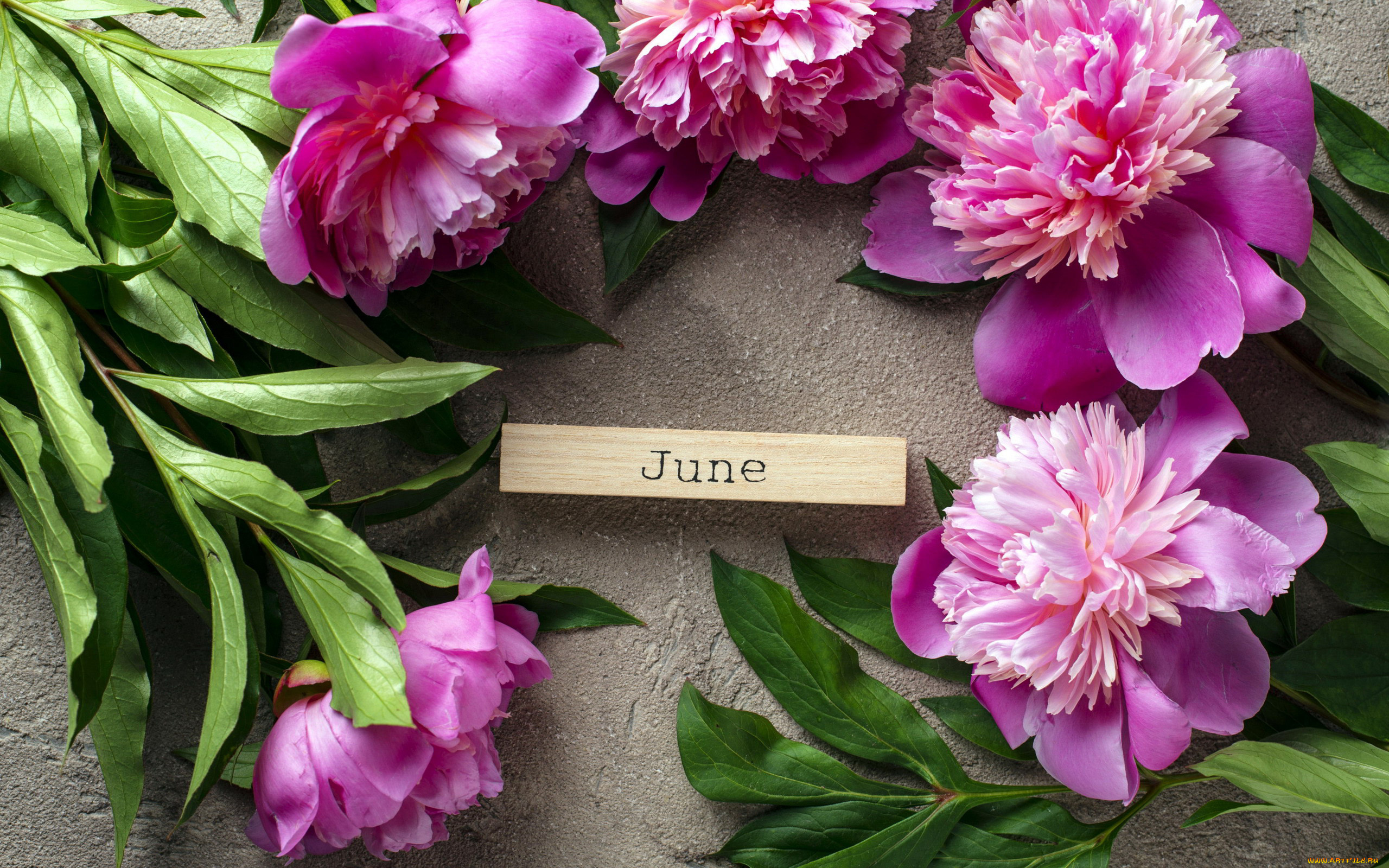 цветы, пионы, розовый