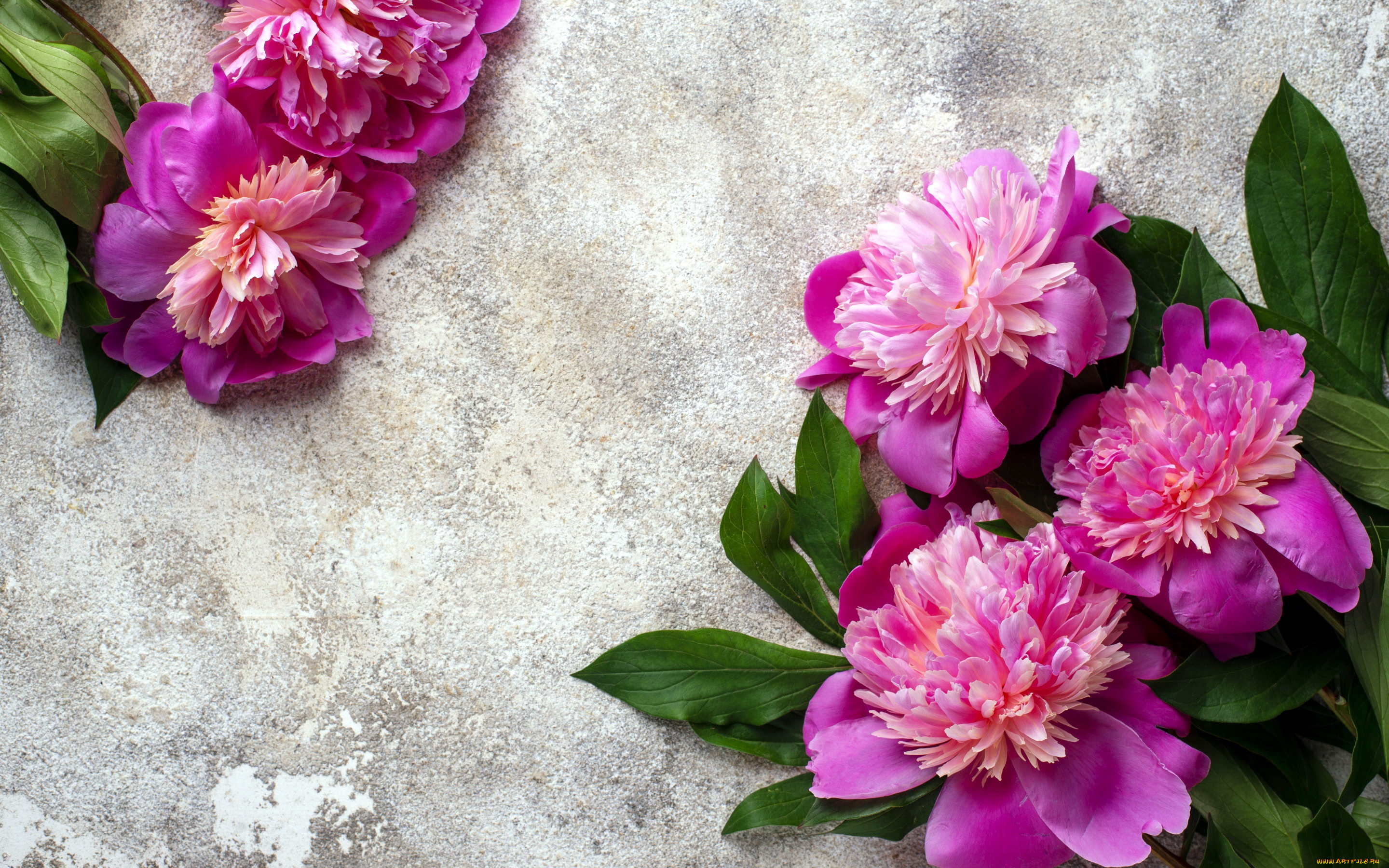 цветы, пионы, розовый