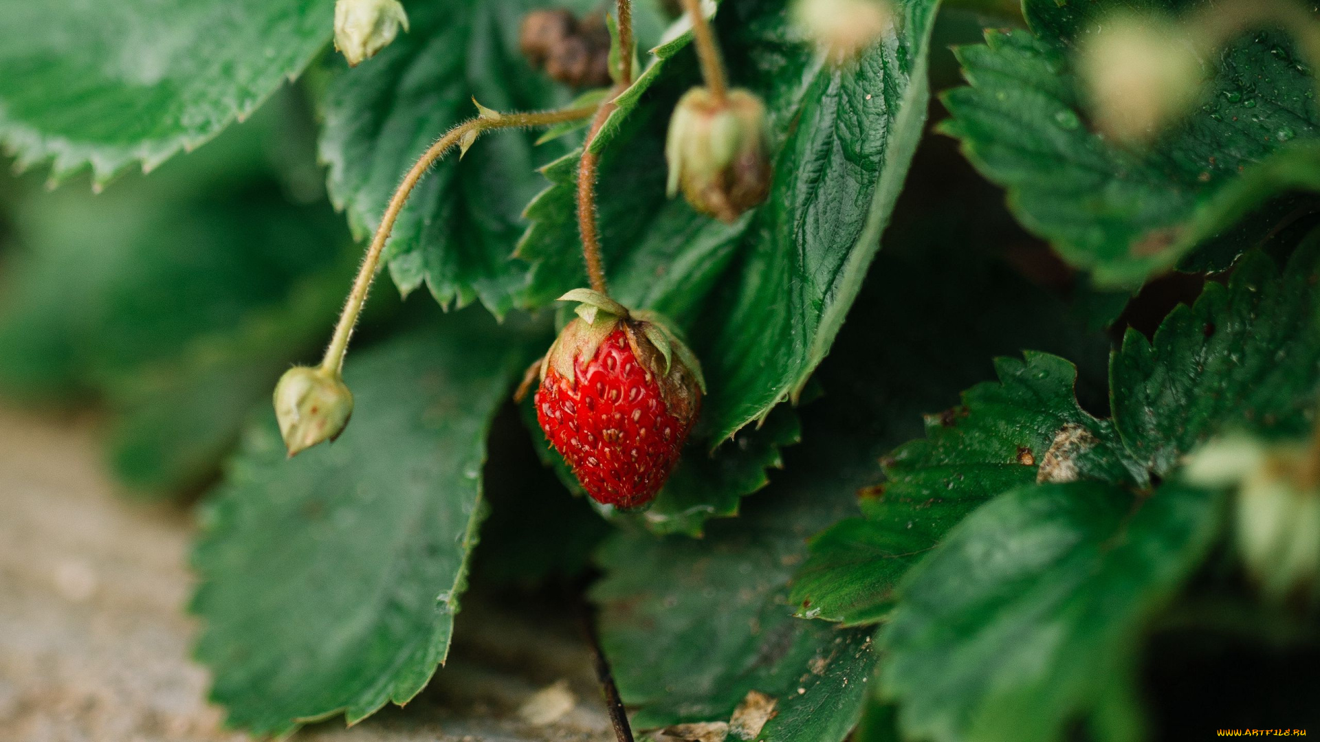 природа, ягоды, клубника