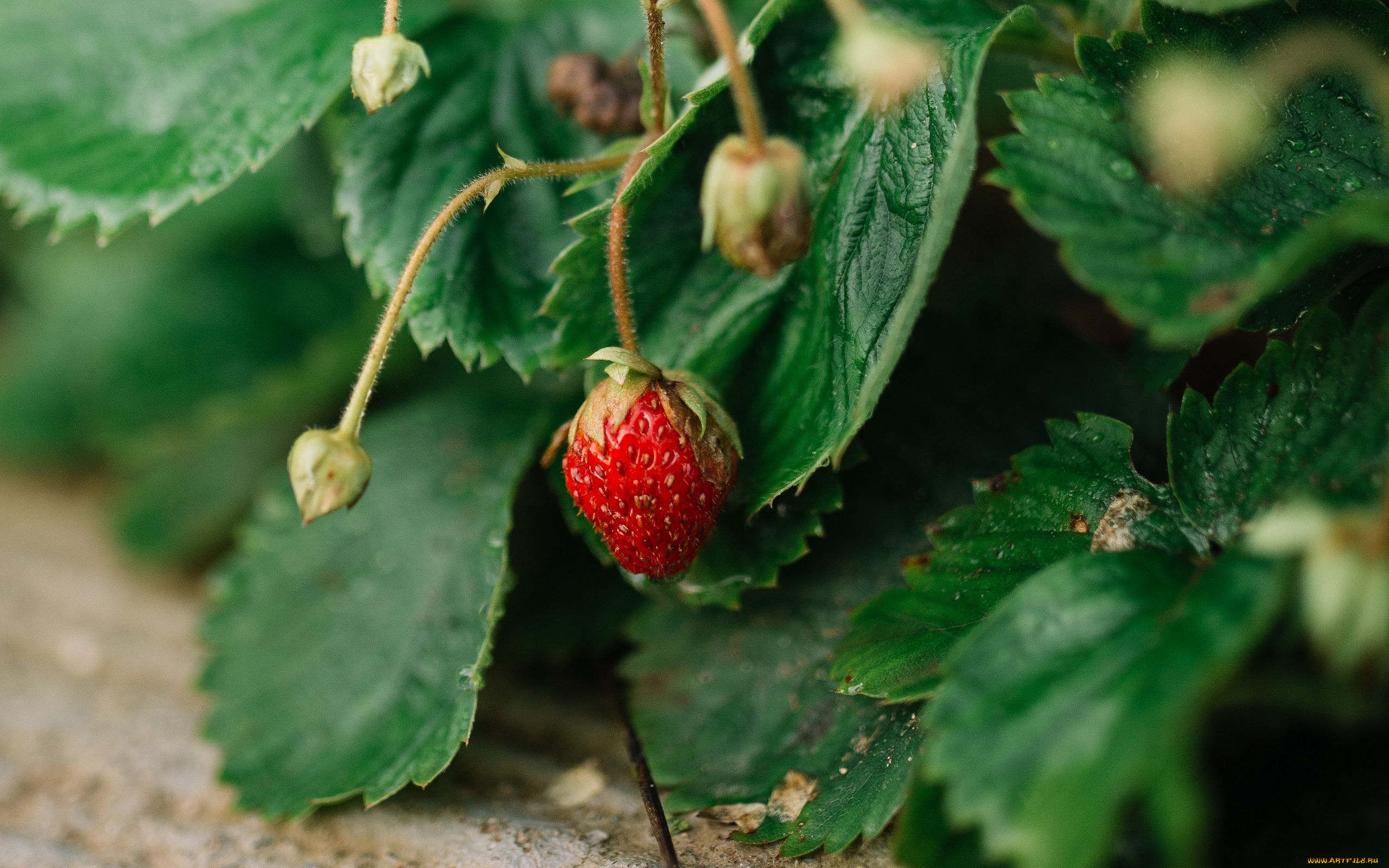 природа, ягоды, клубника