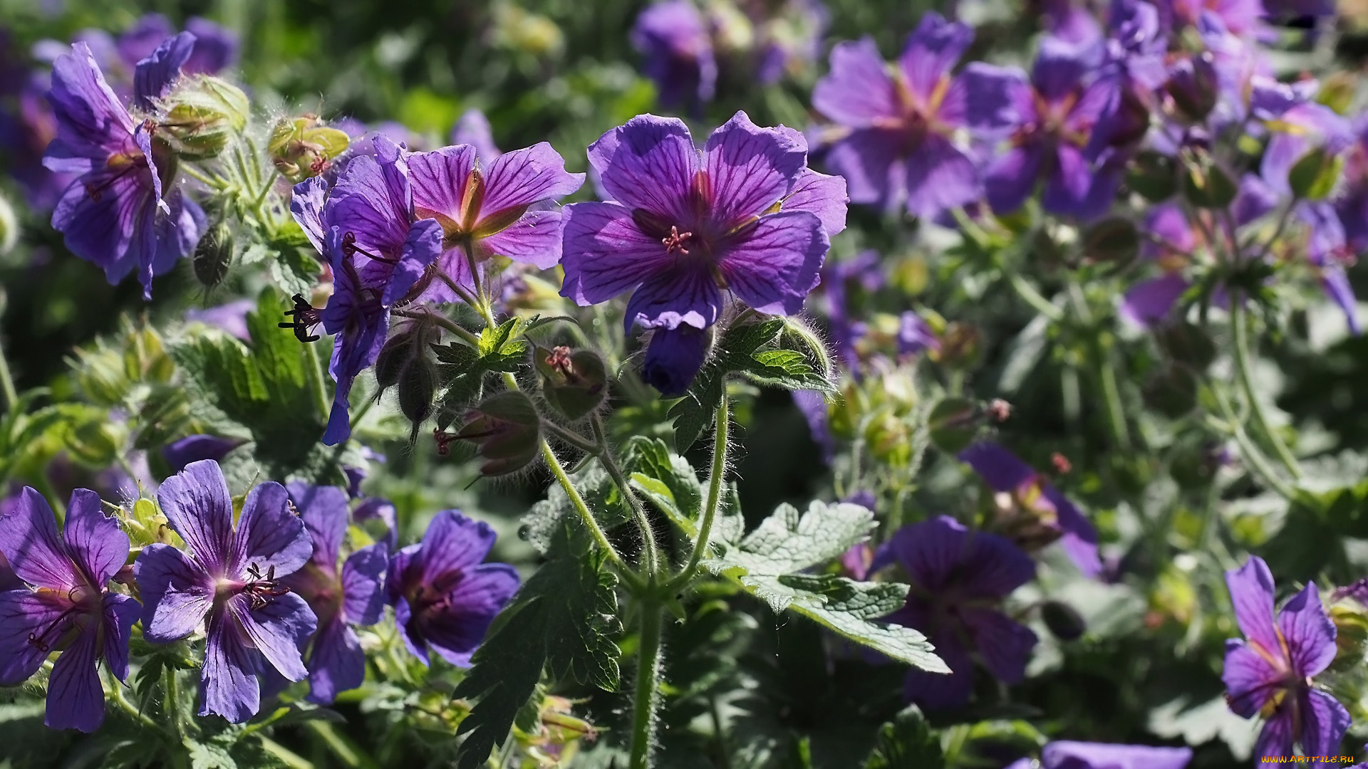 цветы, герань, лиловая, полевая