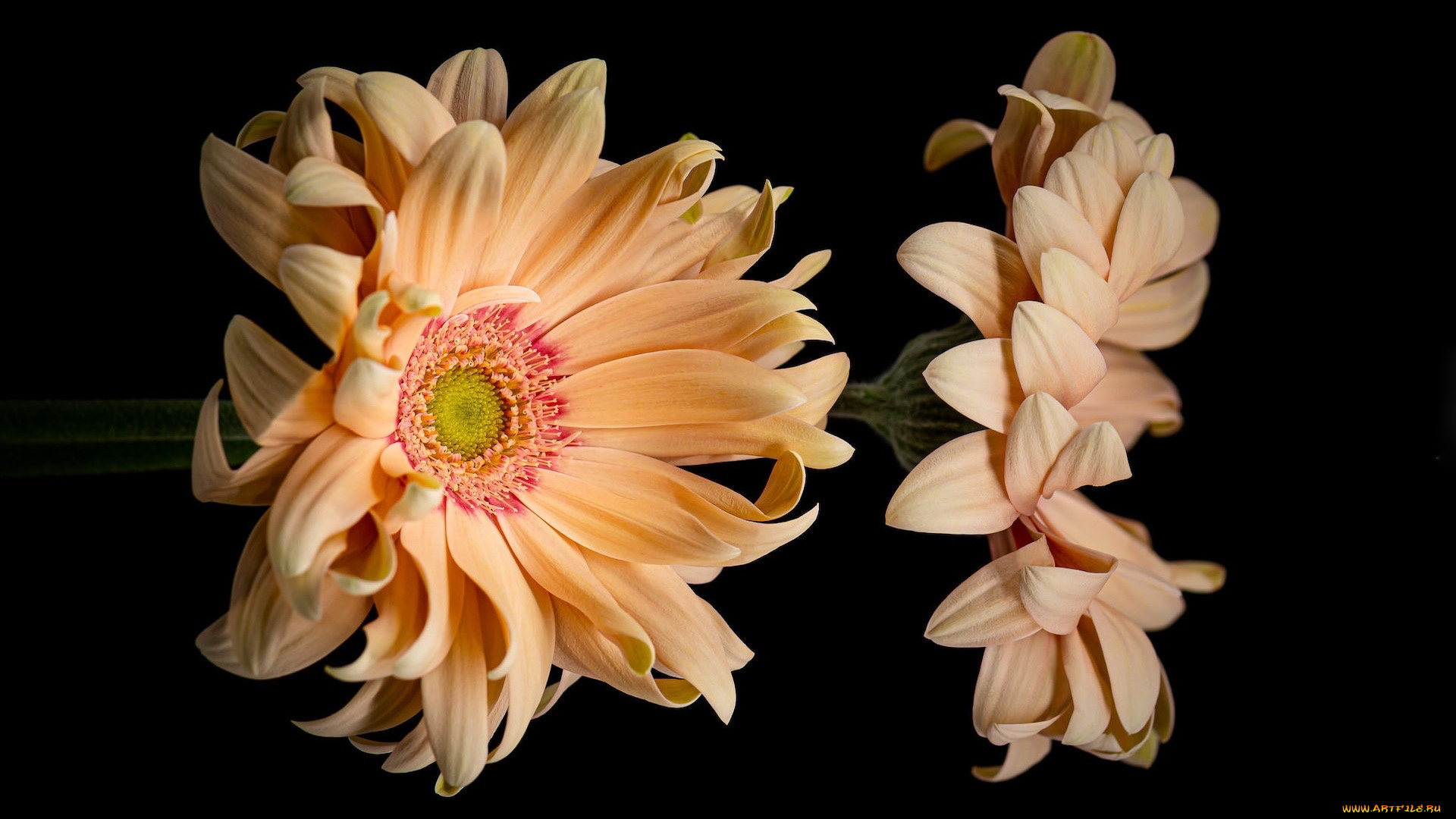 цветы, герберы, макро