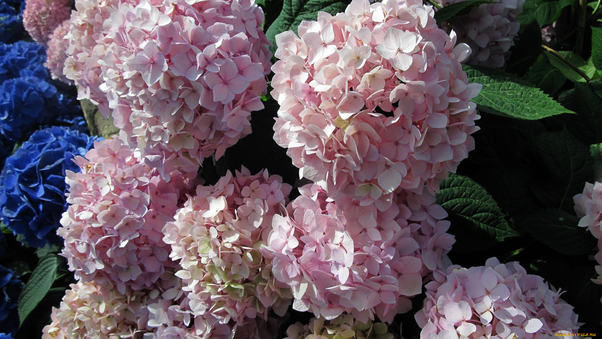 цветы, гортензия, розовая, куст