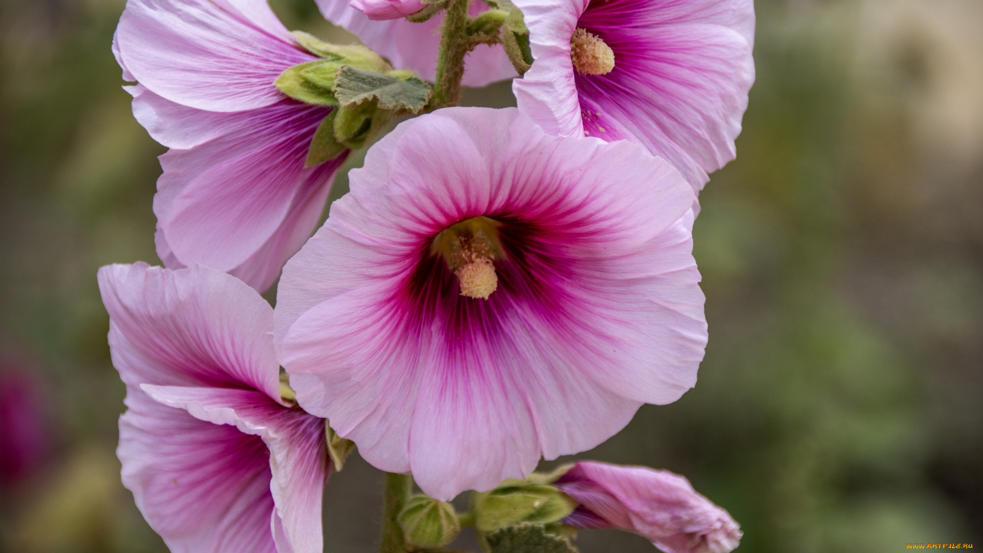 цветы, мальвы, розовая, мальва, макро