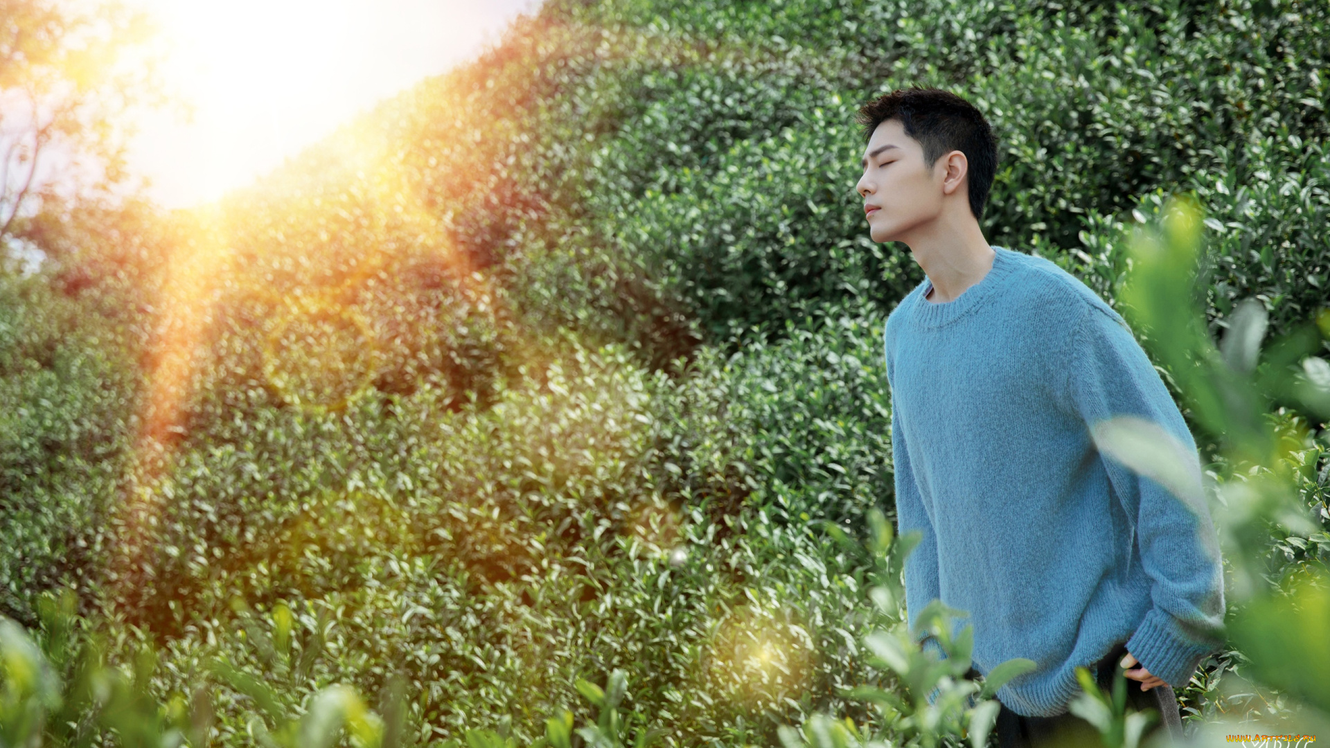 мужчины, xiao, zhan, актер, свитер, поле