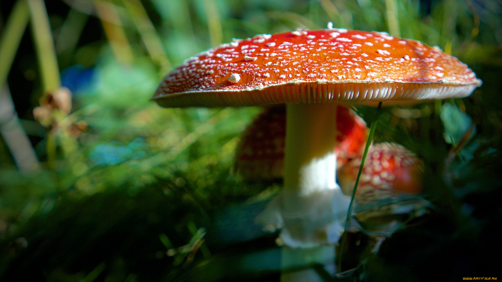 природа, грибы, , мухомор, грибная, семейка, мухоморы
